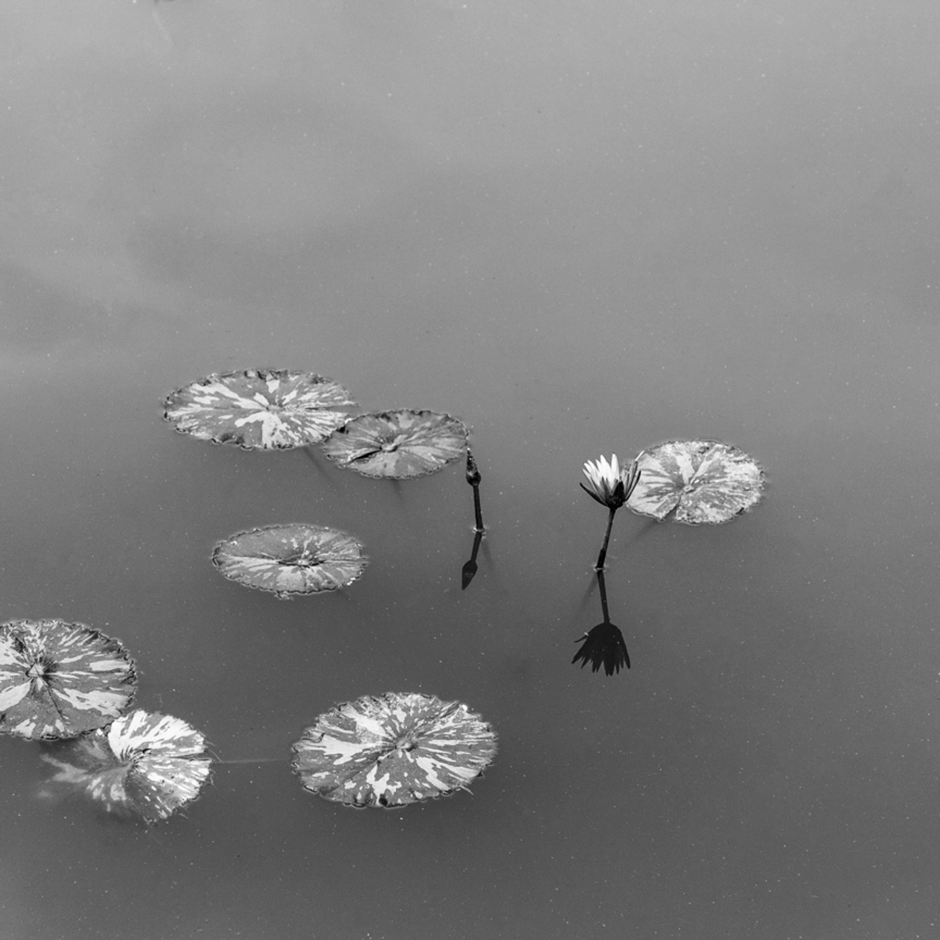 Lily Pads by Genevieve Kerr