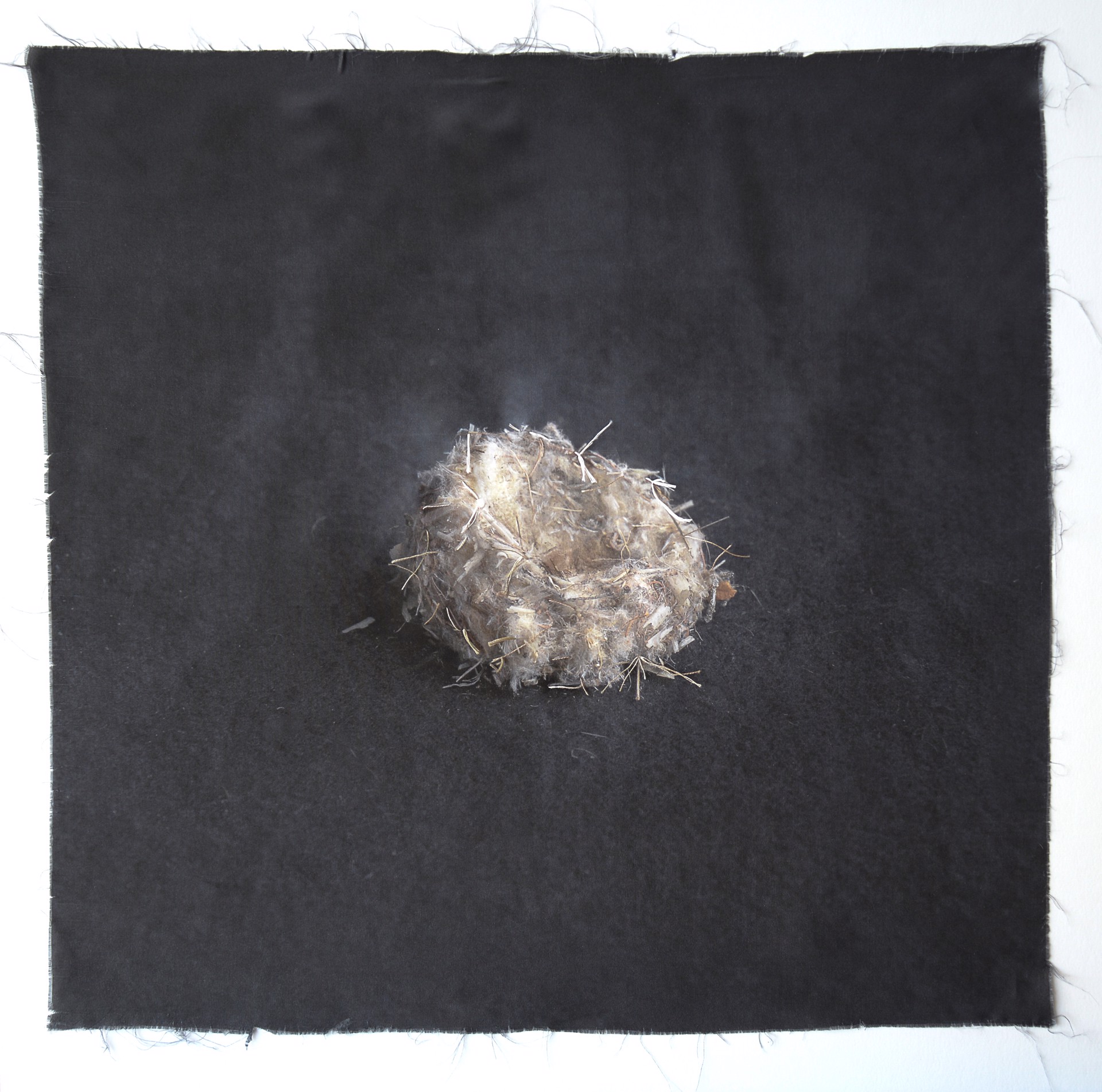 Untitled Nests #15 by Kate Breakey