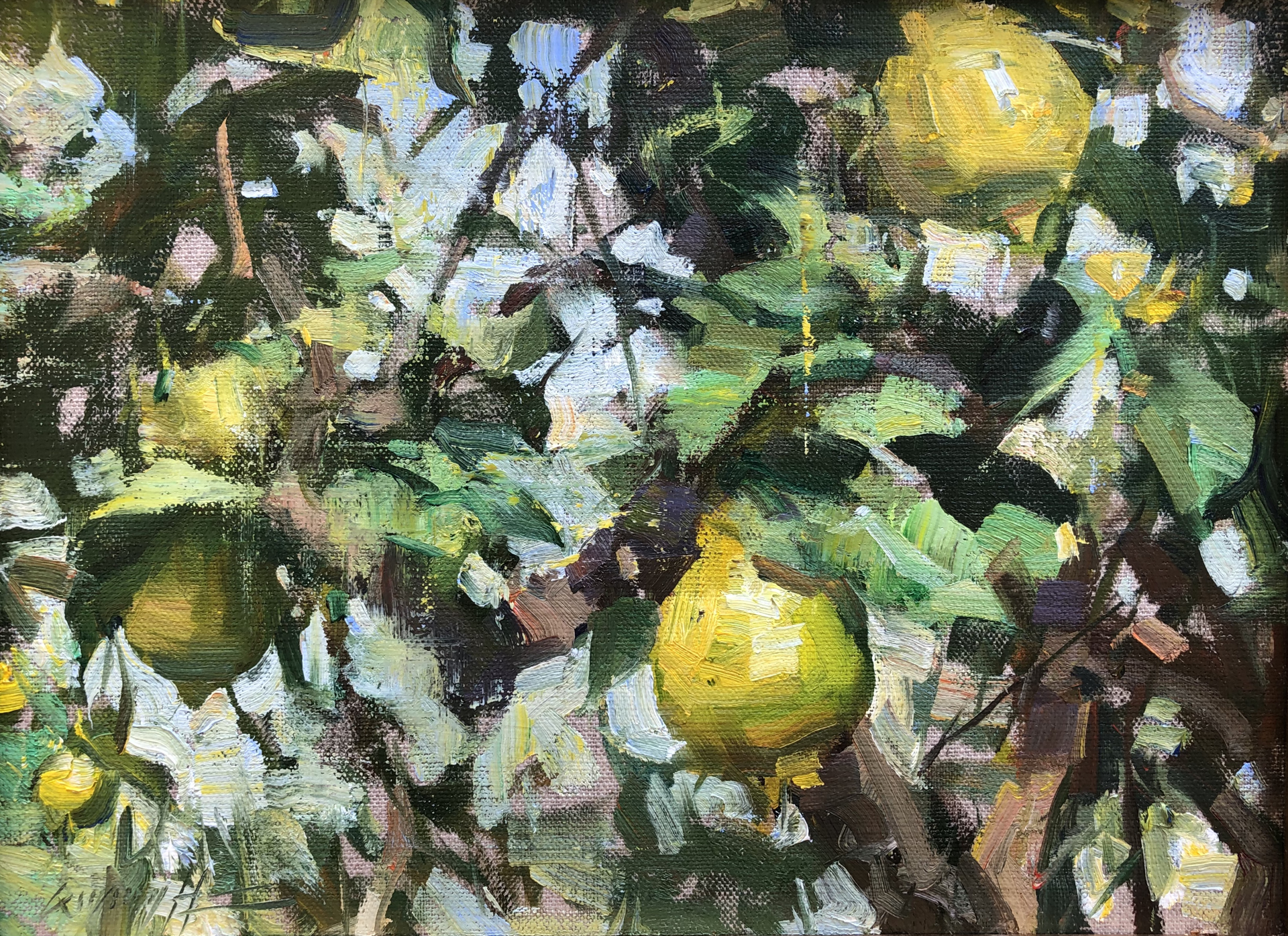 Lemon Tree by Quang Ho, OPAM