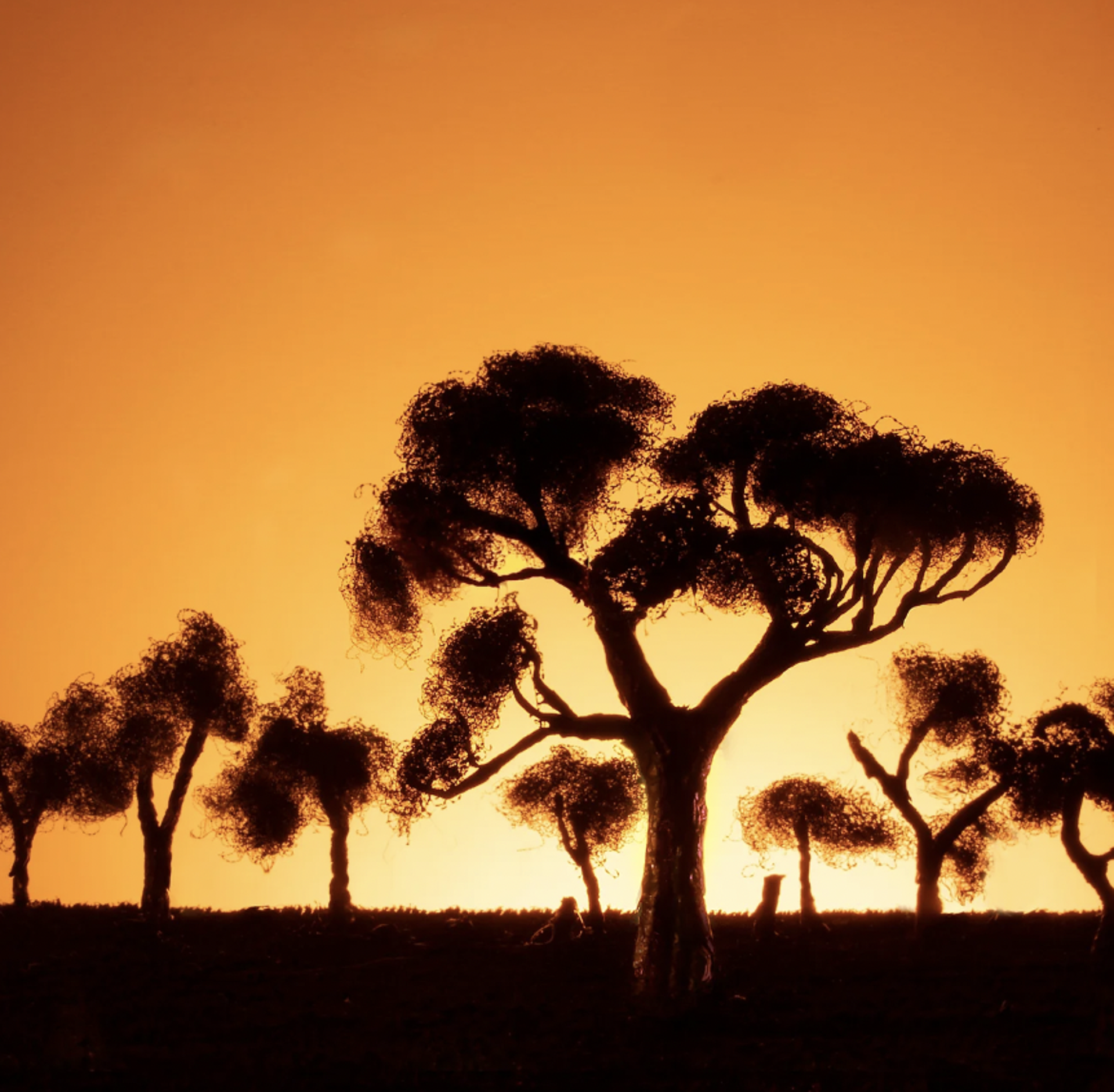 Tree Silhouettes by Stephen Dorsett
