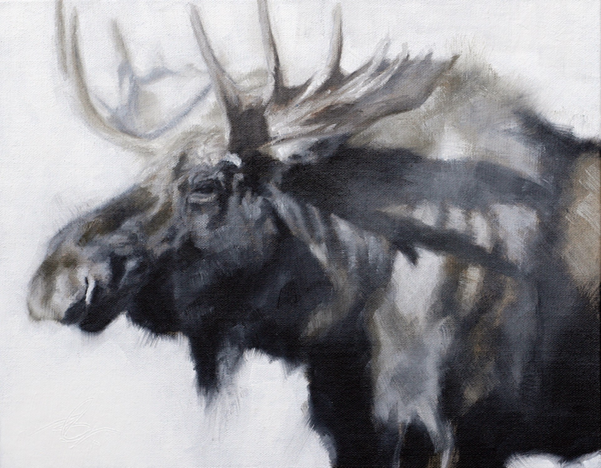 Original Oil Painting Of A Bull Moose Head And Shoulder With A White Background In Grey Scale