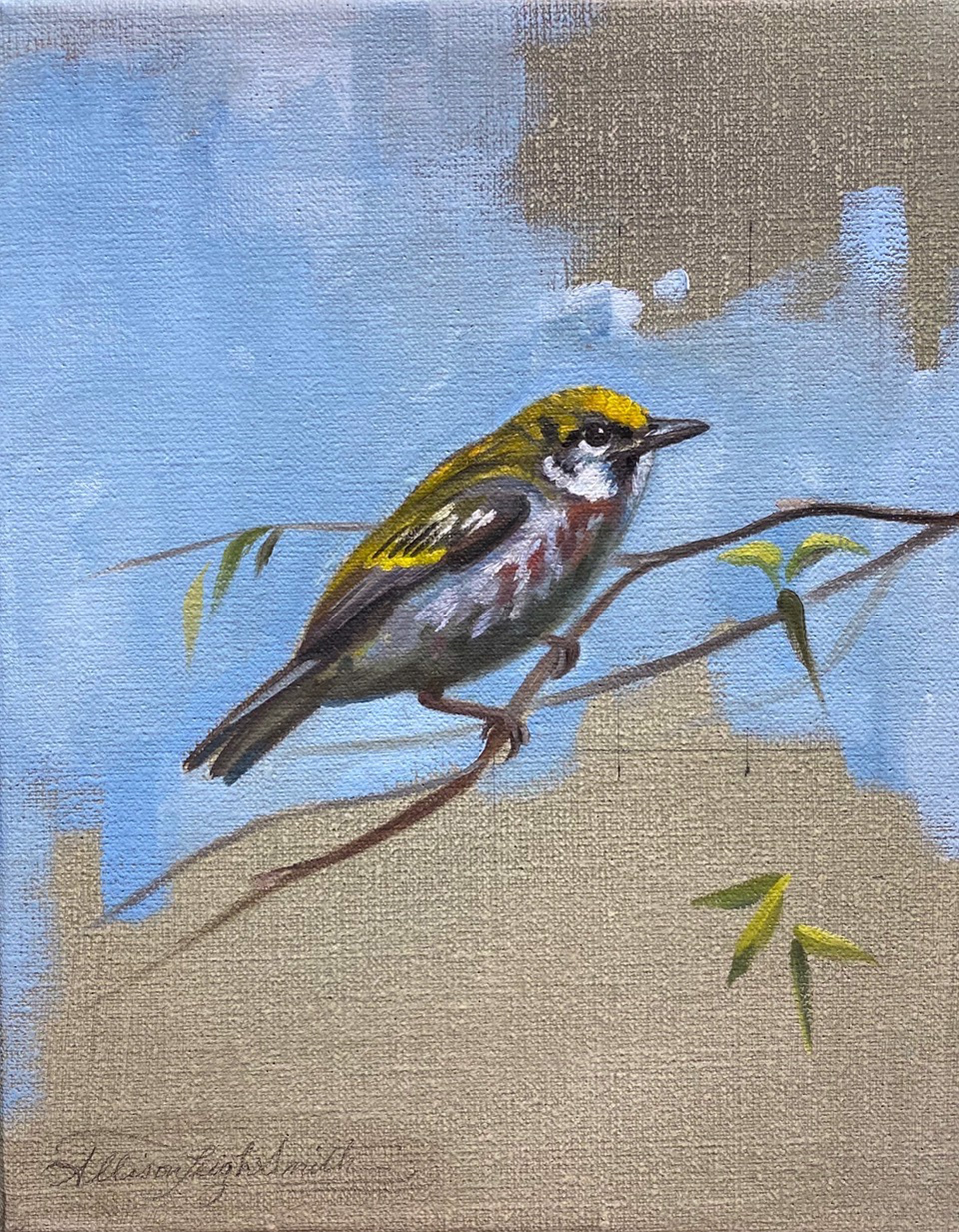 Chestnut-sided Warbler by Allison Leigh Smith
