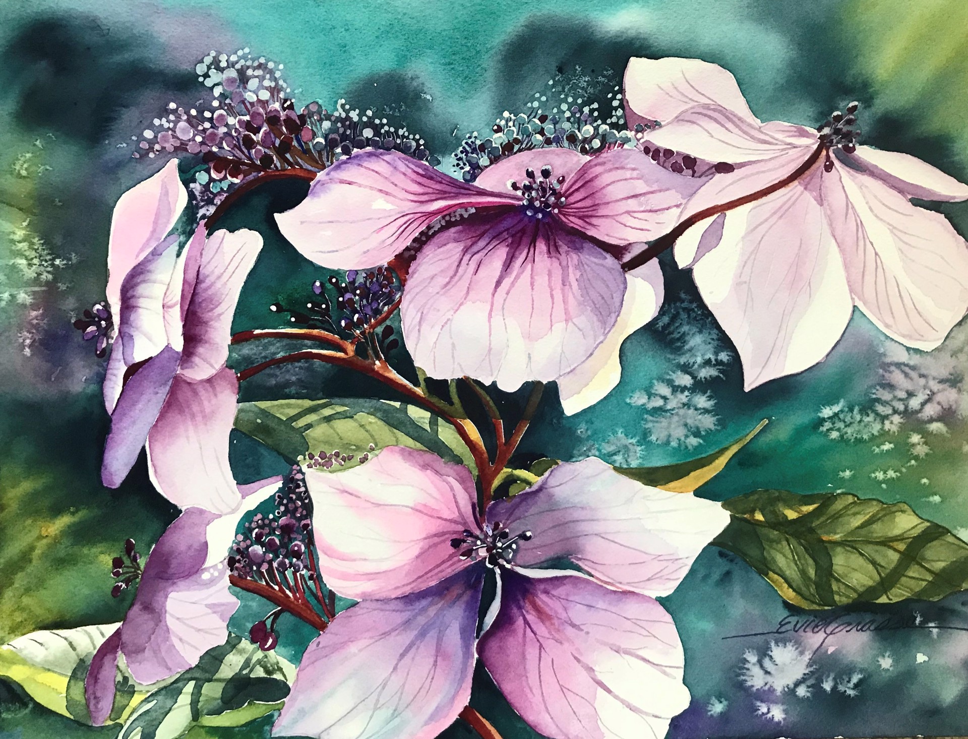 Lacecap Hydrangeas by Evie Grasse