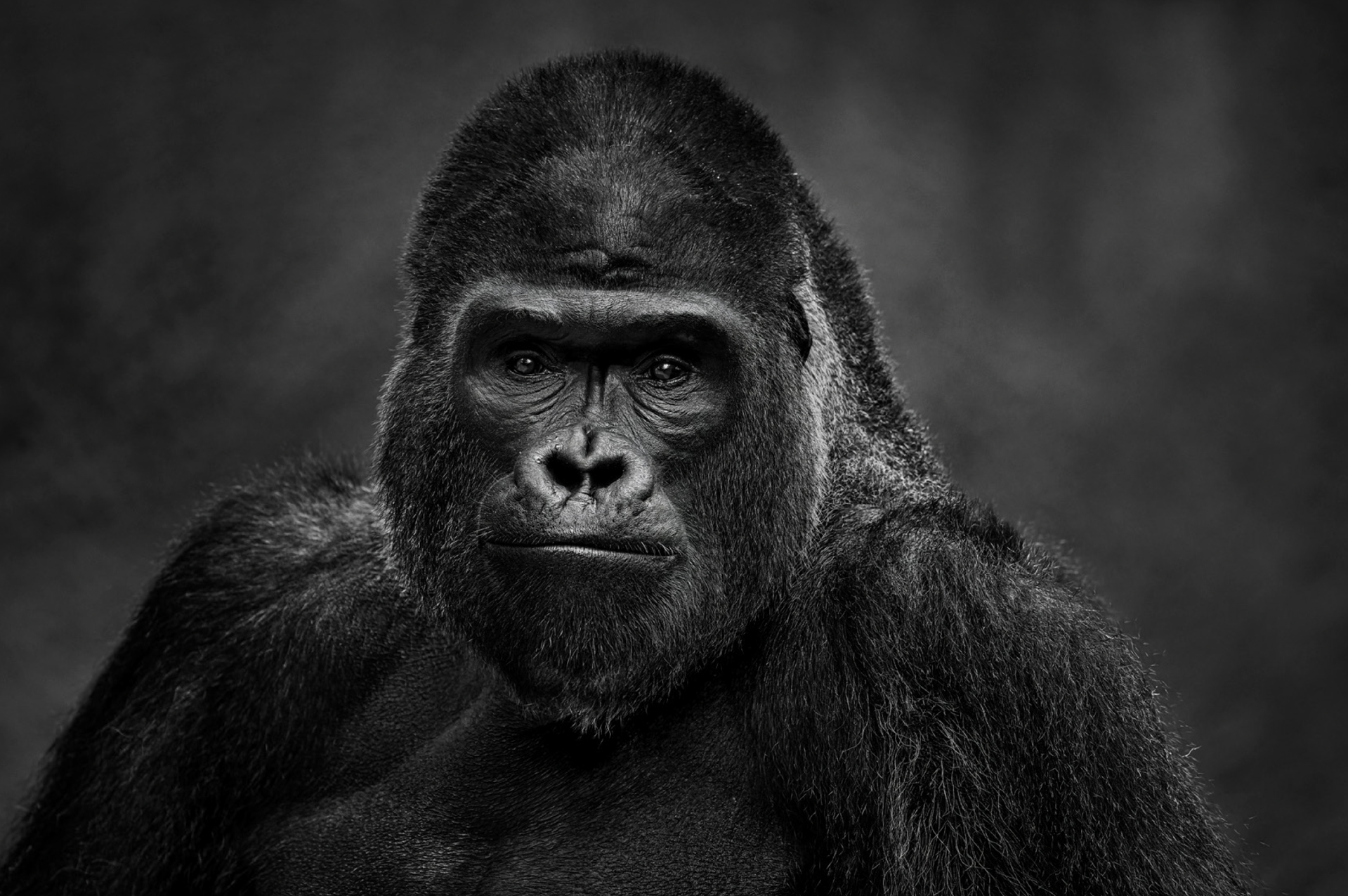 The Senator by David Yarrow