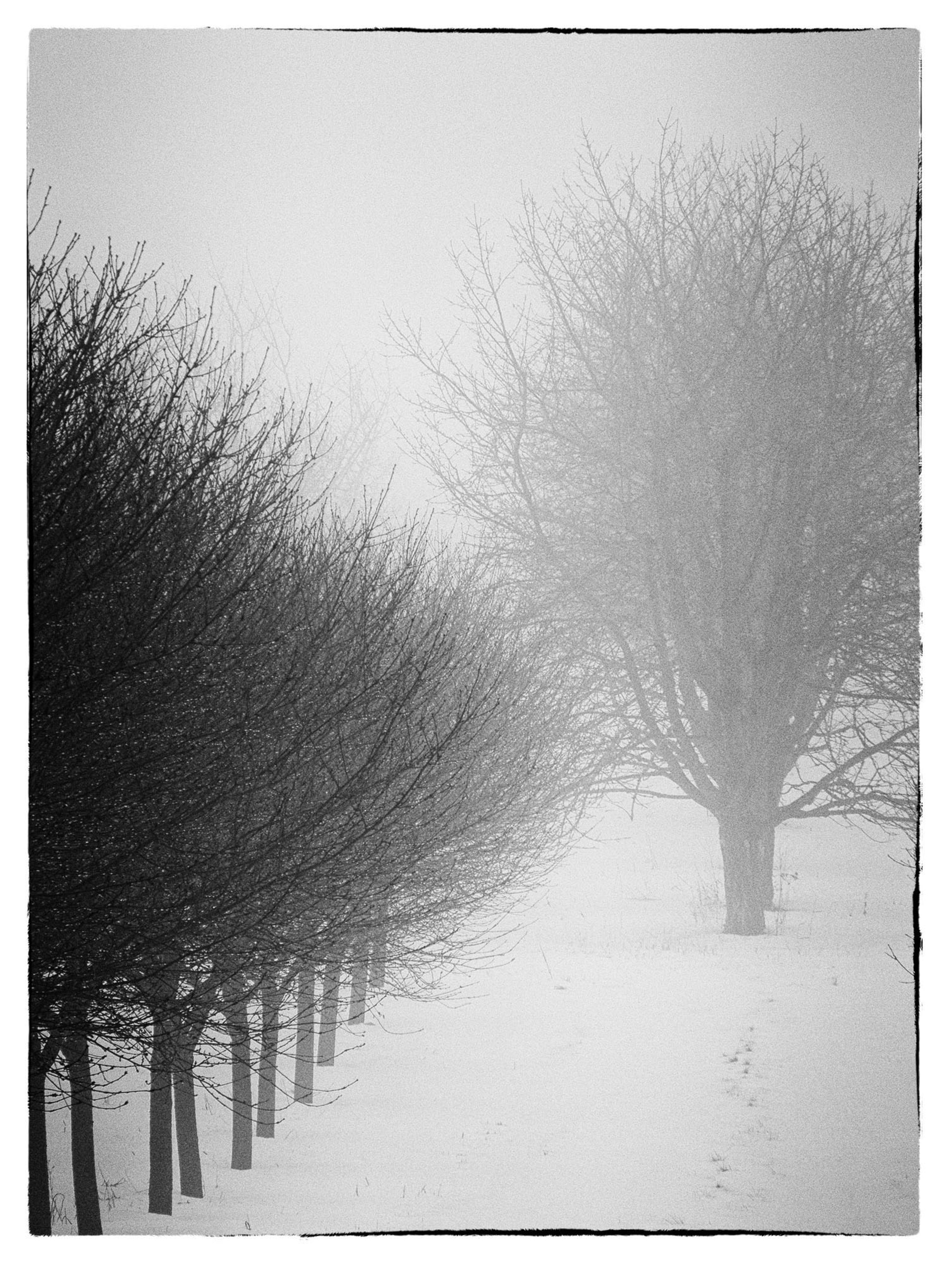 Foggy Orchard I by Arlene Stanger