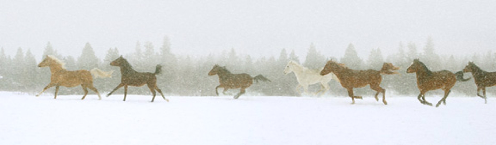 Horses in Snow by Pete Ramberg