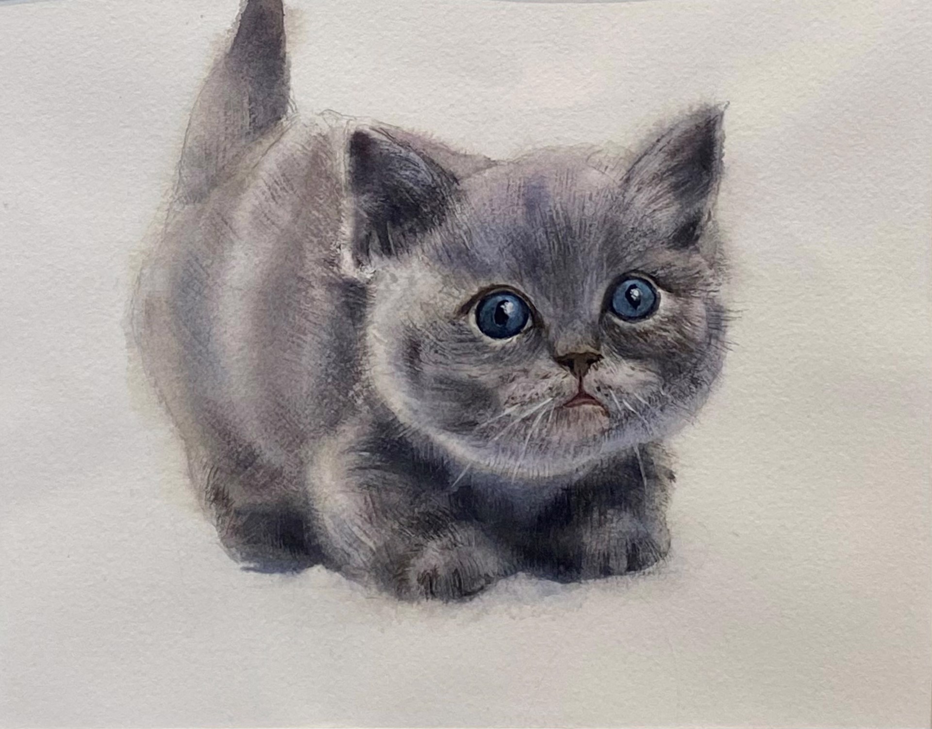 Grey Kitten by Feixue Yang