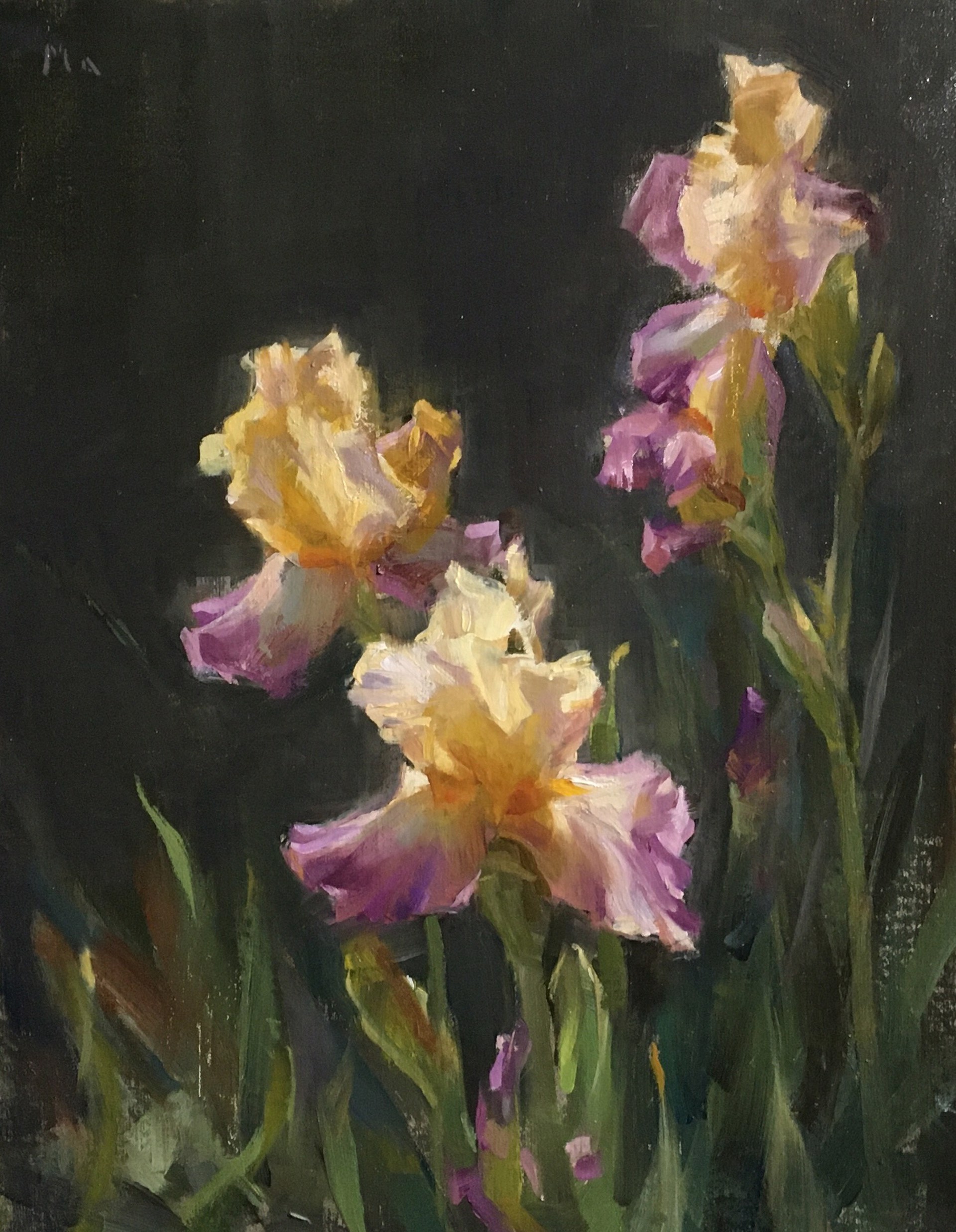 Backlit Irises by Kyle Ma