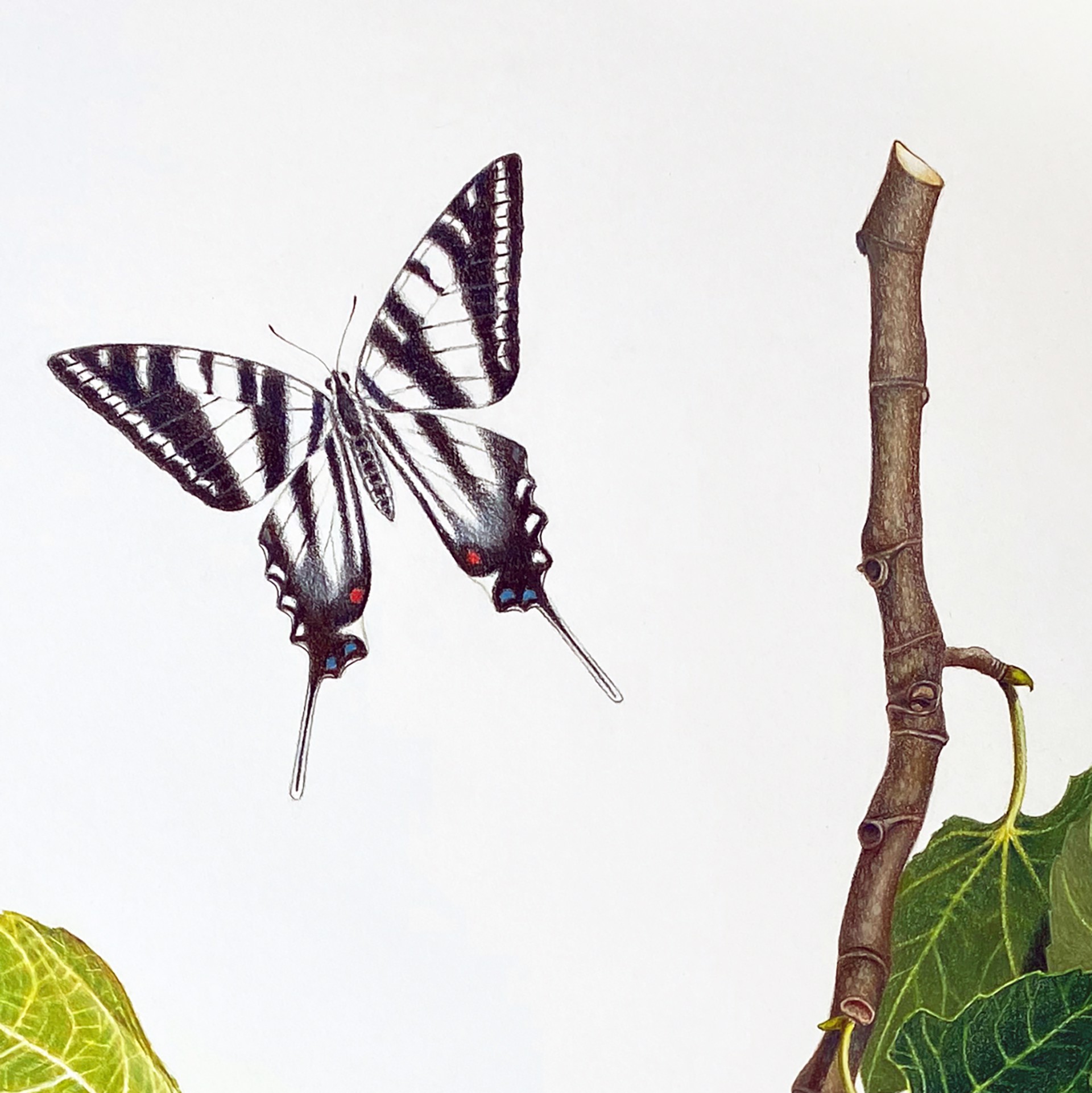 Fig Branch with Zebra Swallowtails by Hannah Hanlon