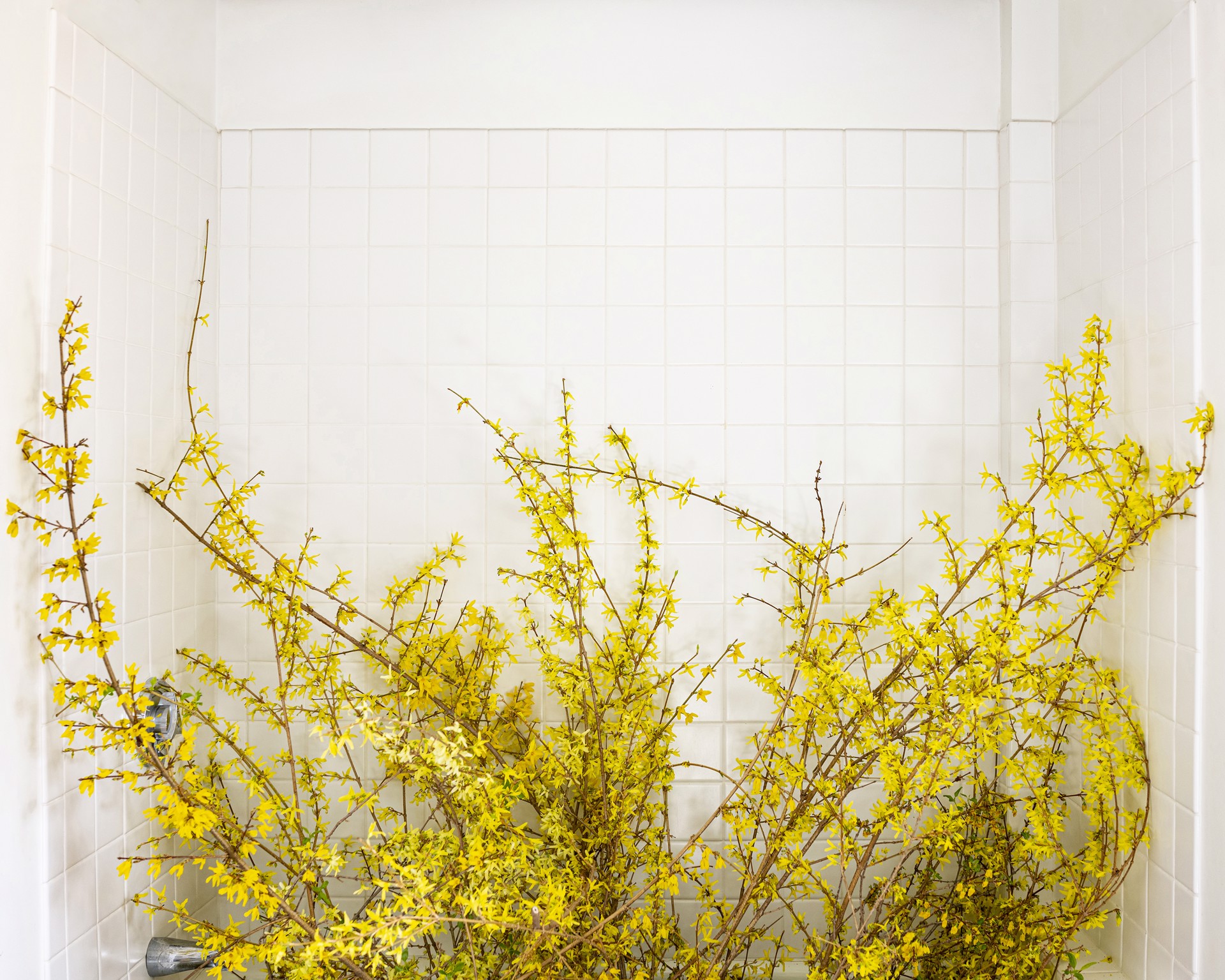Cig Harvey - EAT flowers | WILLAS contemporary