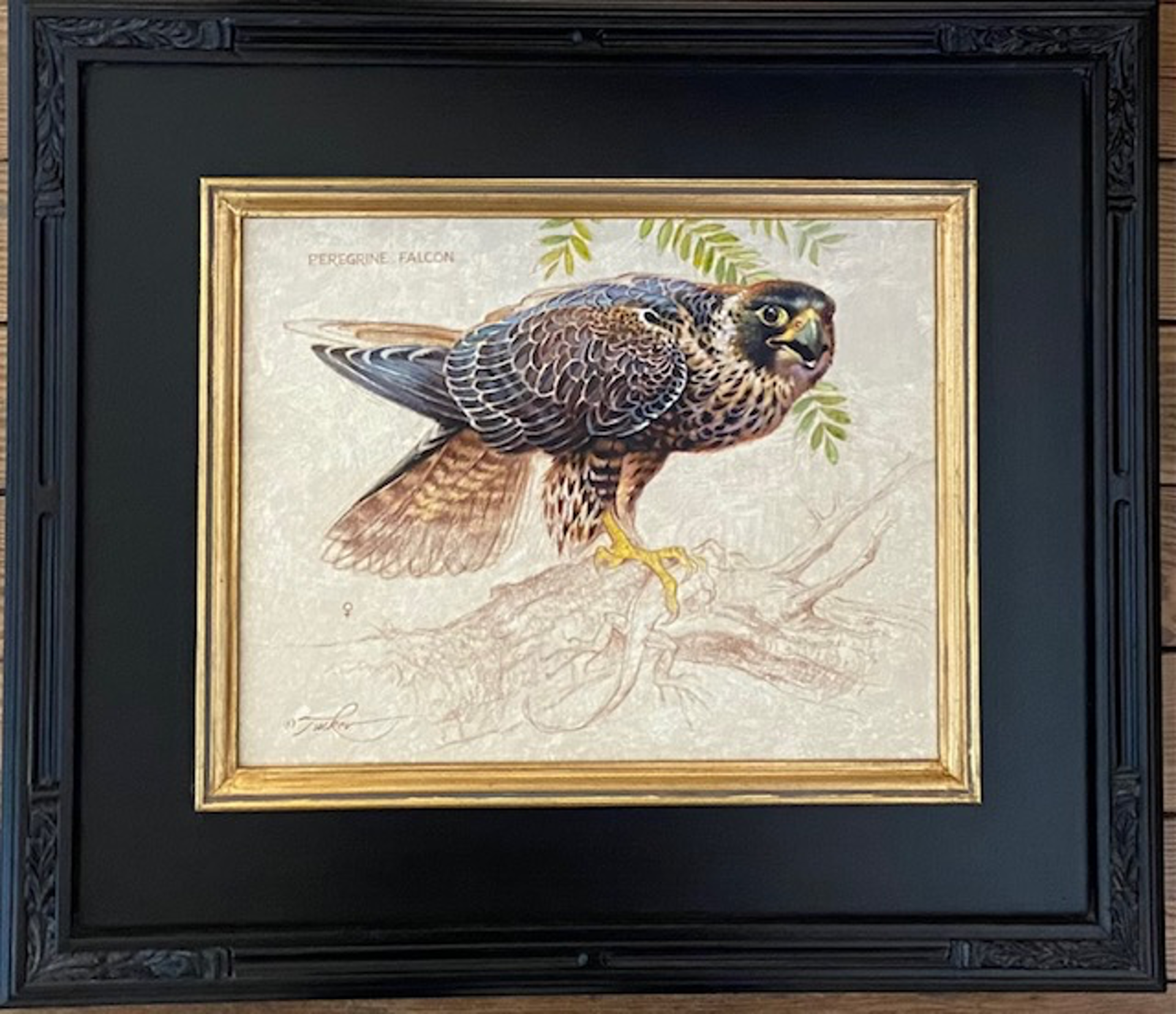 Peregrine Falcon (F) by Ezra Tucker