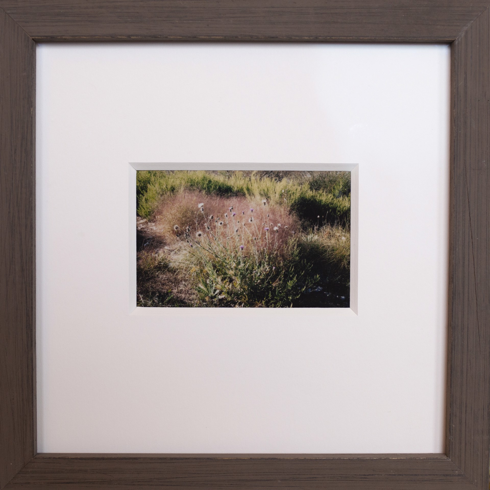 Thistle Amongst Purple Grass by Teysha Vinson