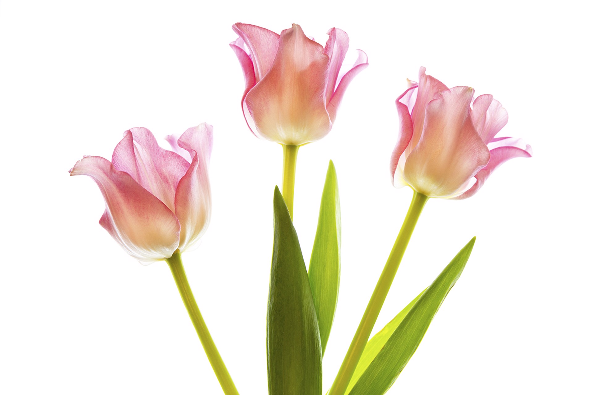 3s a Crowd  (Three Pink Tulips) by Cathy Manning