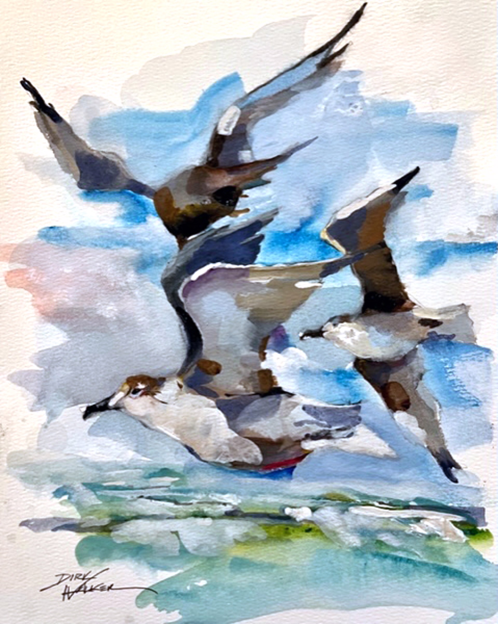 Destin Seagulls by Dirk Walker
