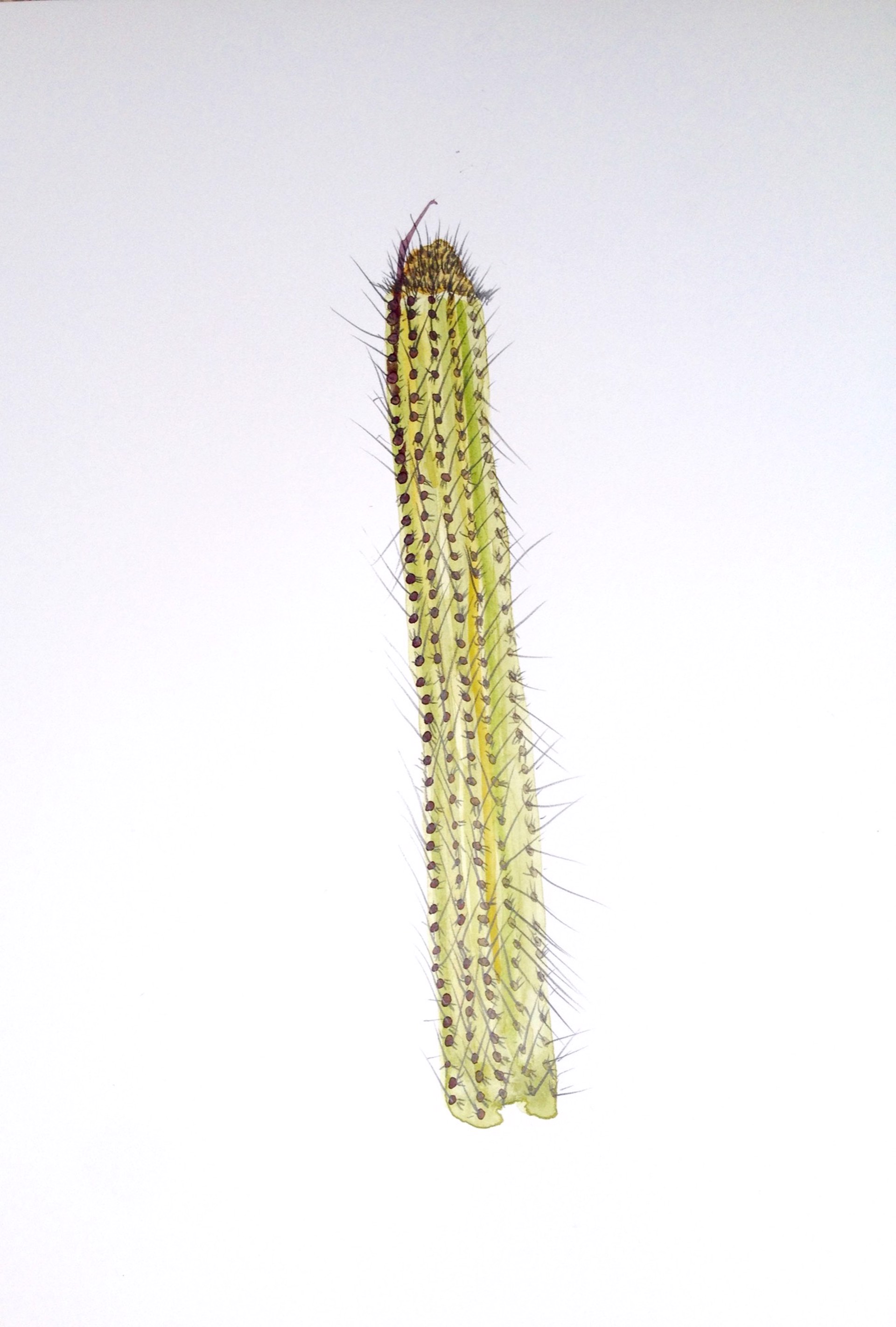 Trichocereus Spachianus Cactus by Rachael Van Dyke
