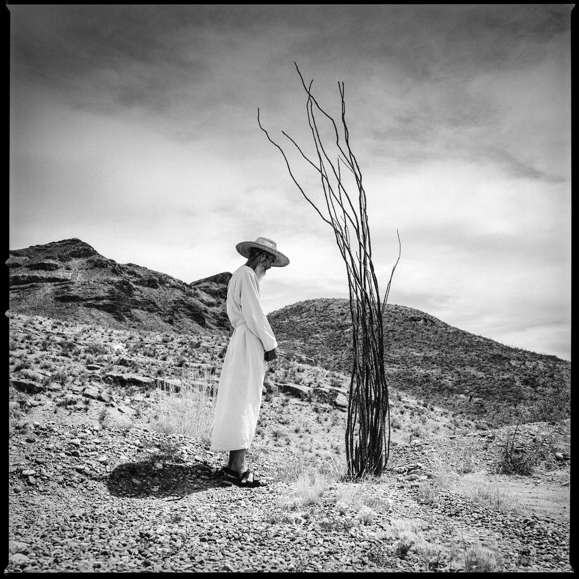 Monk & Ocotillo #2 - Shafter, Texas by Kevin Greenblat