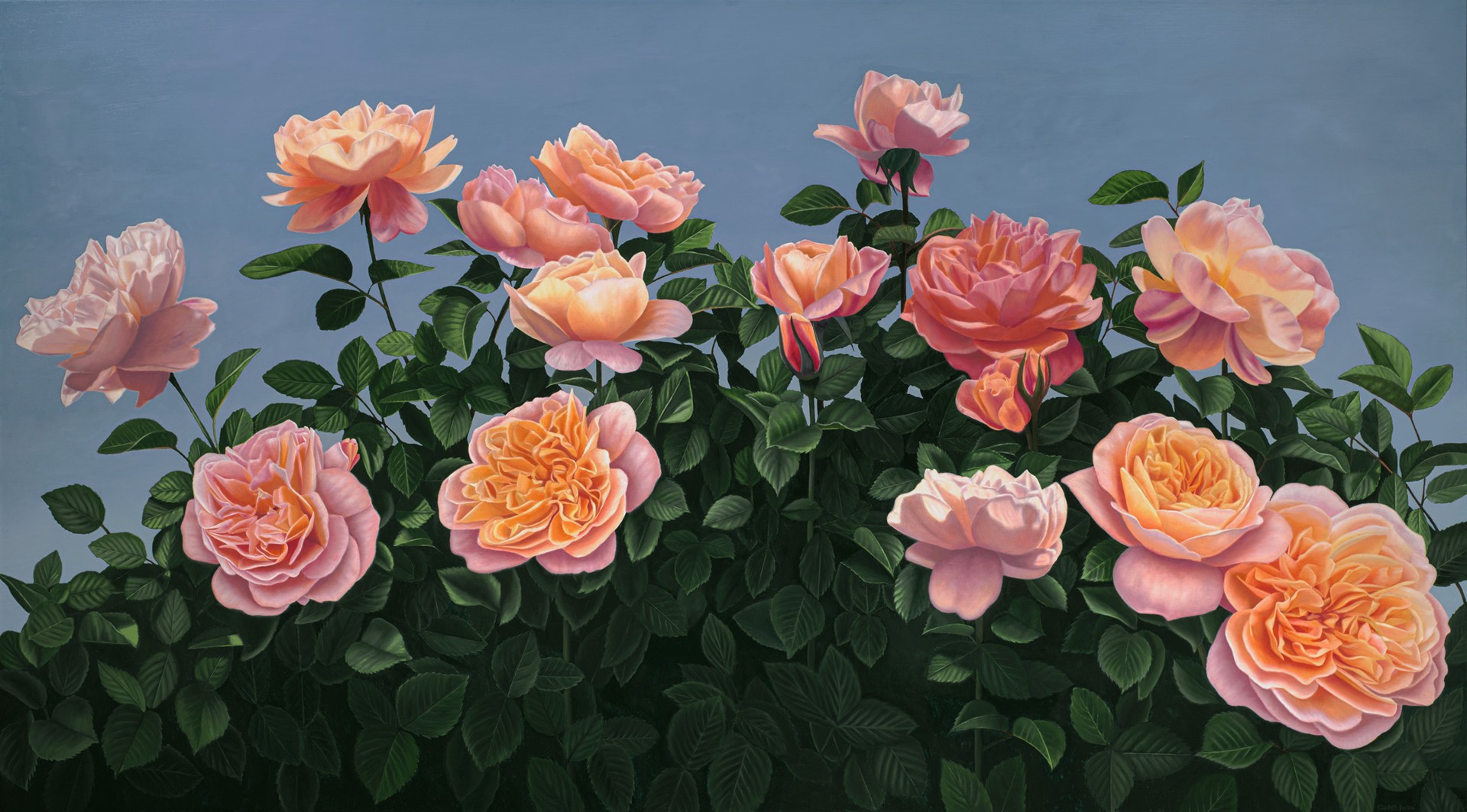 The Phoenix Rose - a commission by Elizabeth Barlow