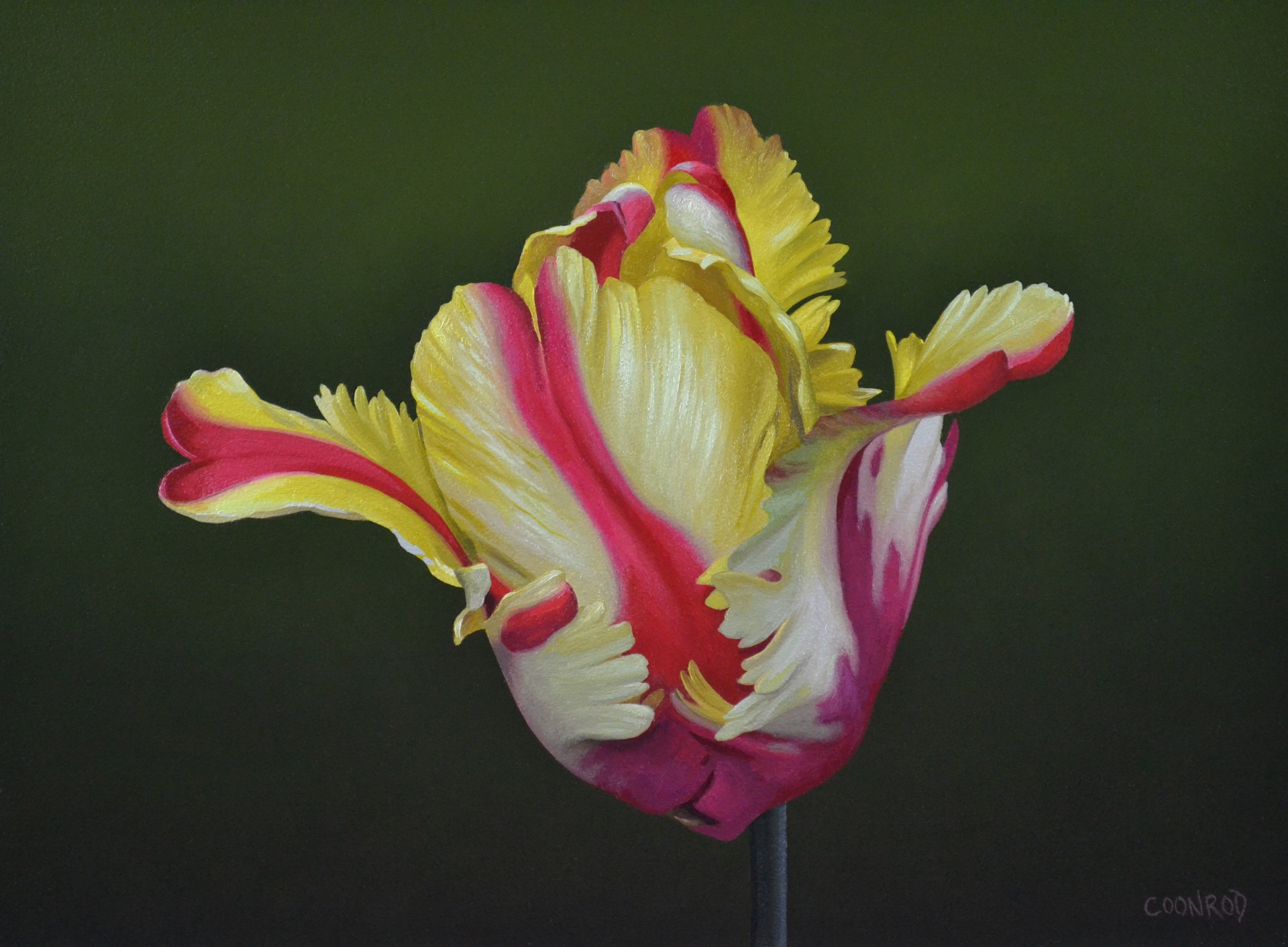 Parrot Tulip by Trish Coonrod