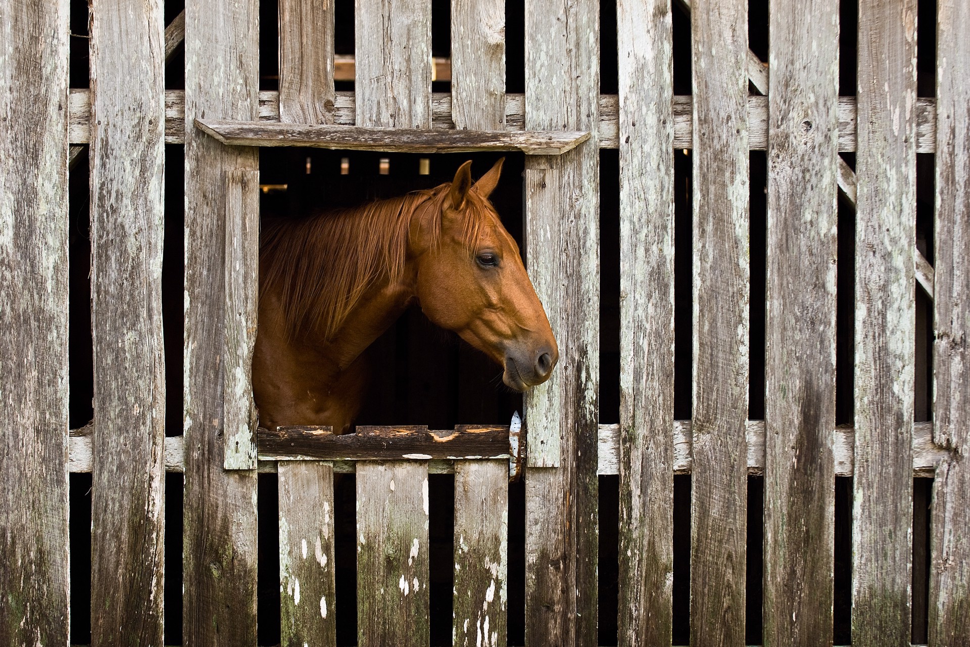 Horse in Barn by Carlton Ward Photography