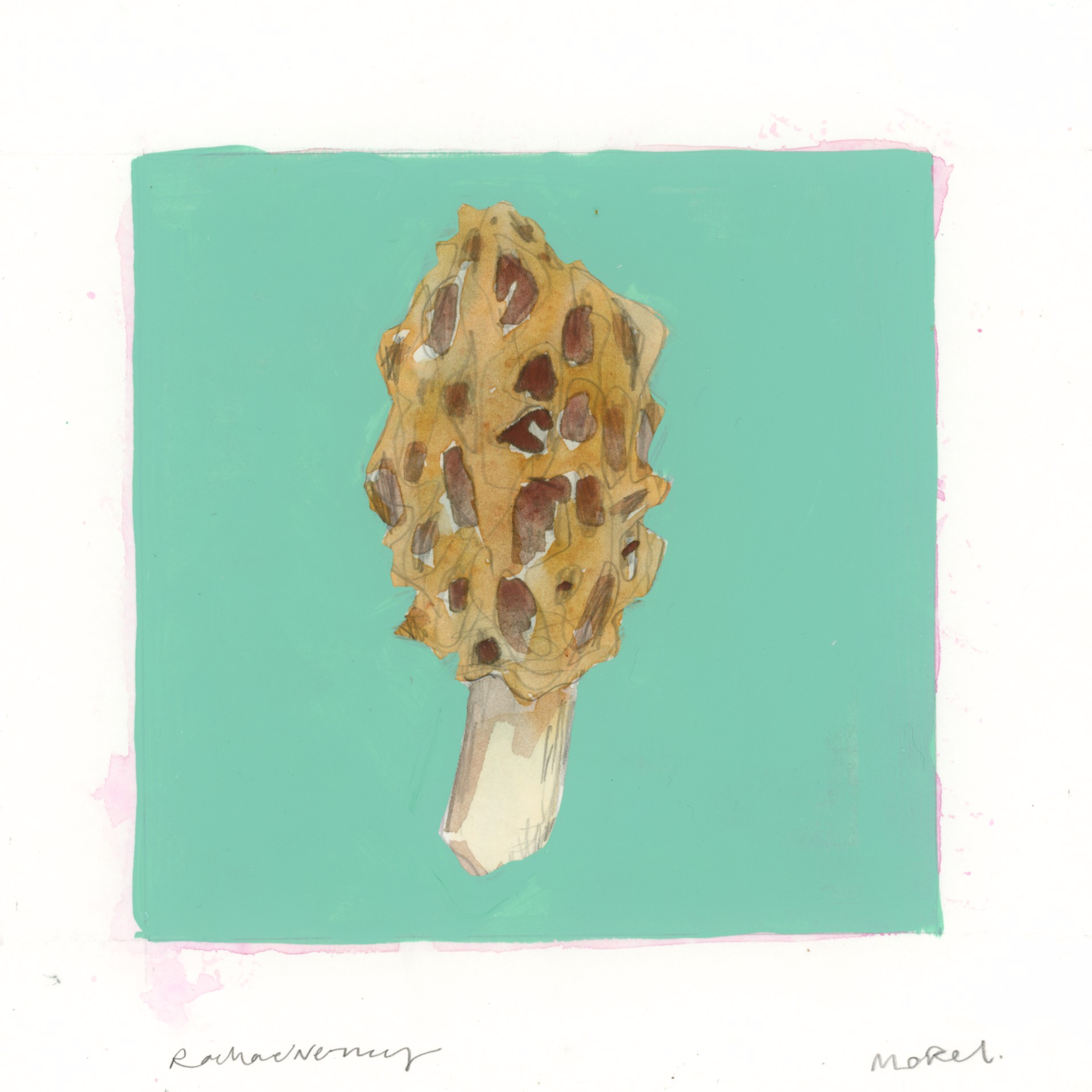 Morel Mushrooms I by Rachael Nerney
