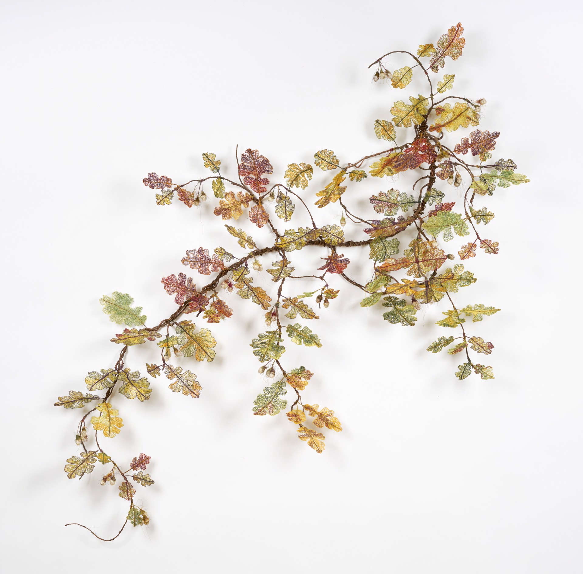 Quercus Alba by Lisa Kokin