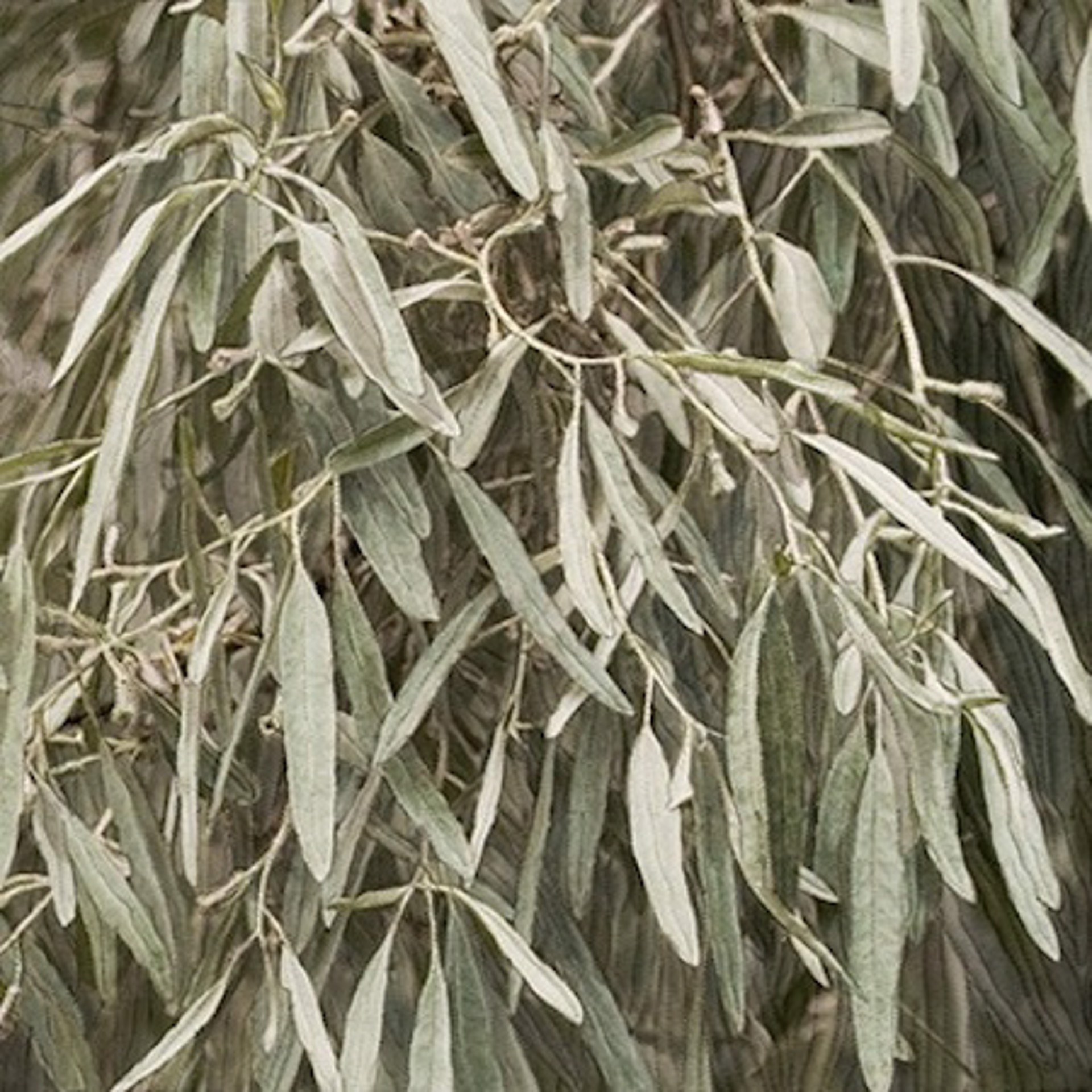 Russian Olive Leaves by Martha Cole