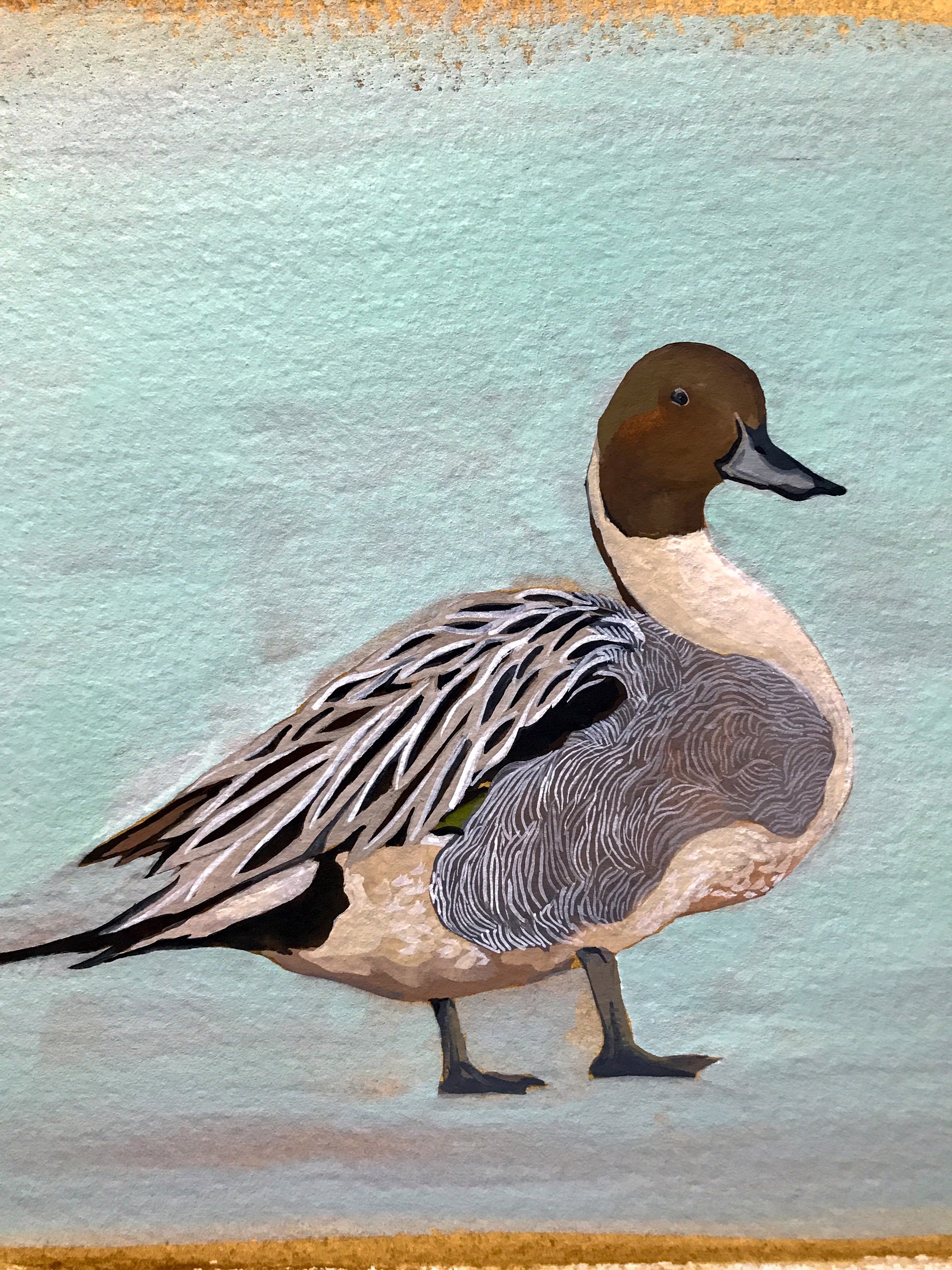 Northern Pintail by Noelle Holler