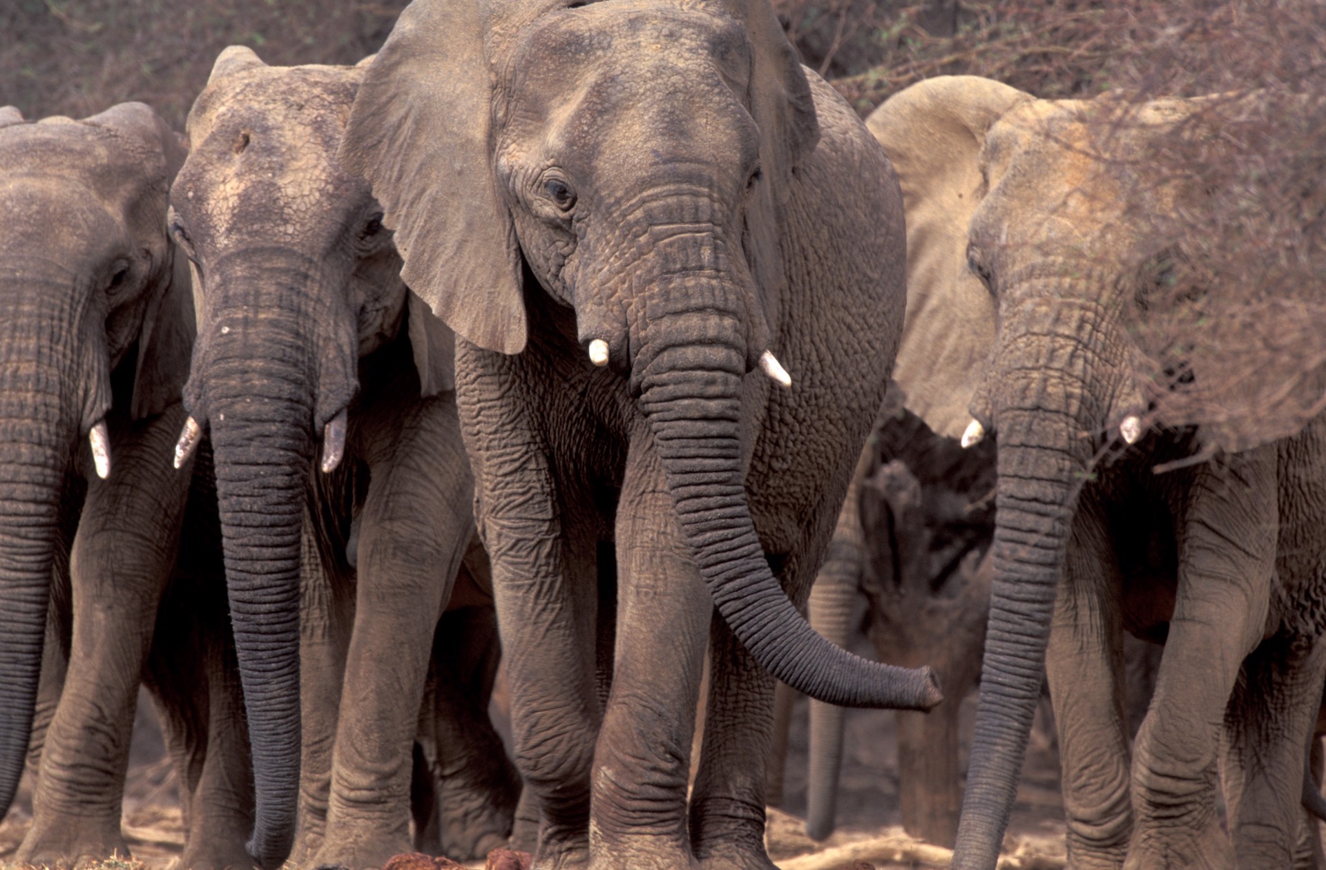 Mali Elephants II by Carlton Ward Jr