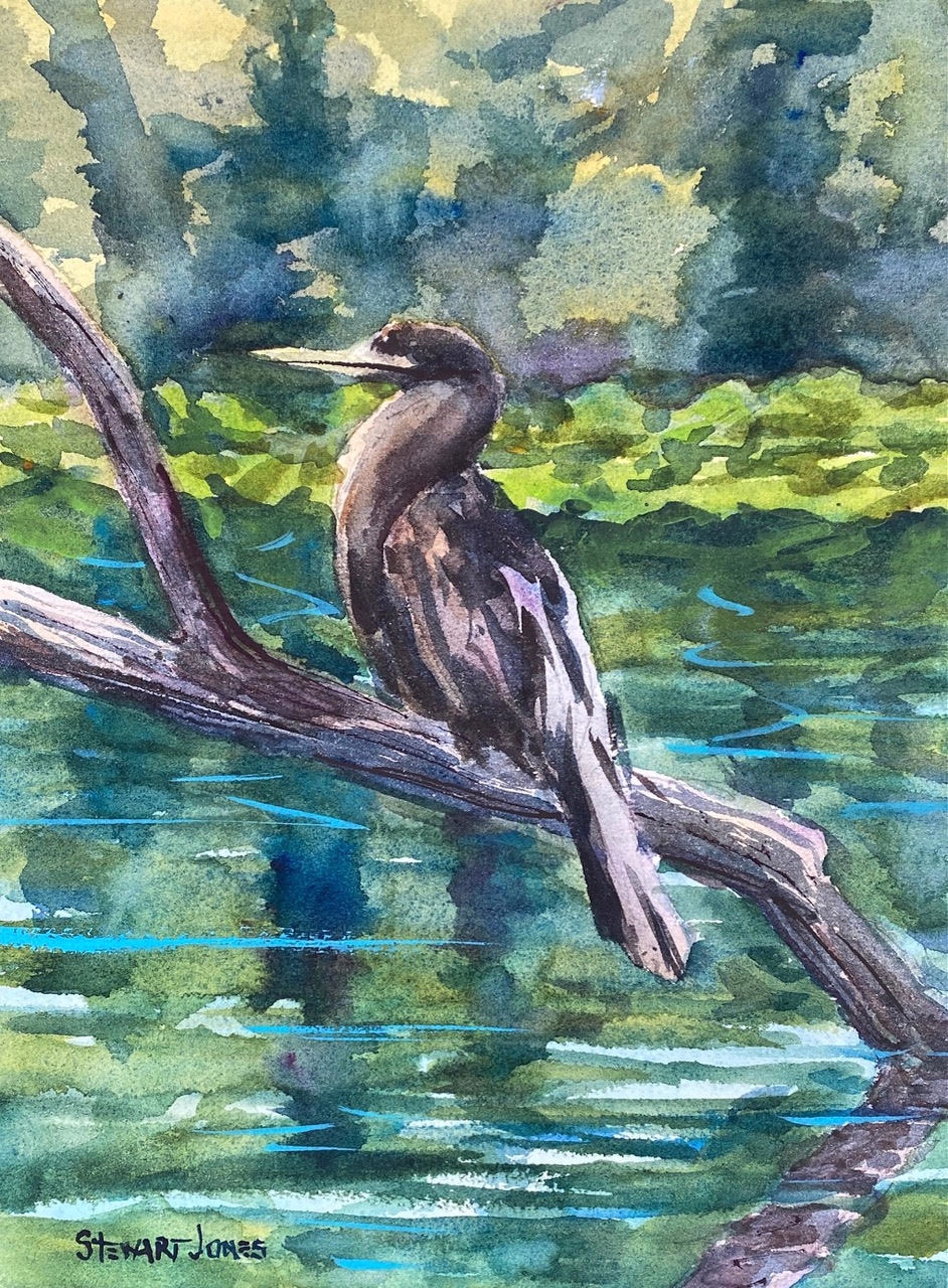 Anhinga With an Attitude -SOLD by Stewart Jones