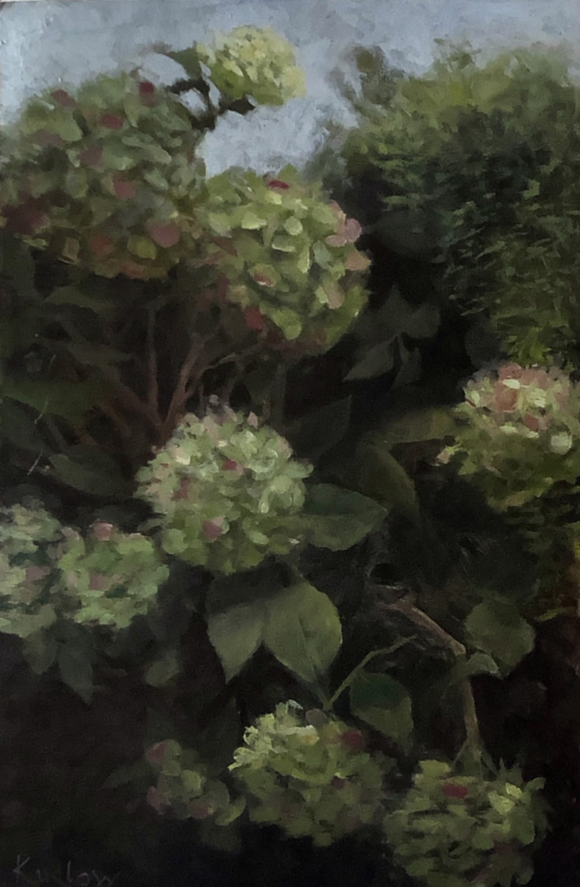 Hydrangeas by Judith Pond Kudlow