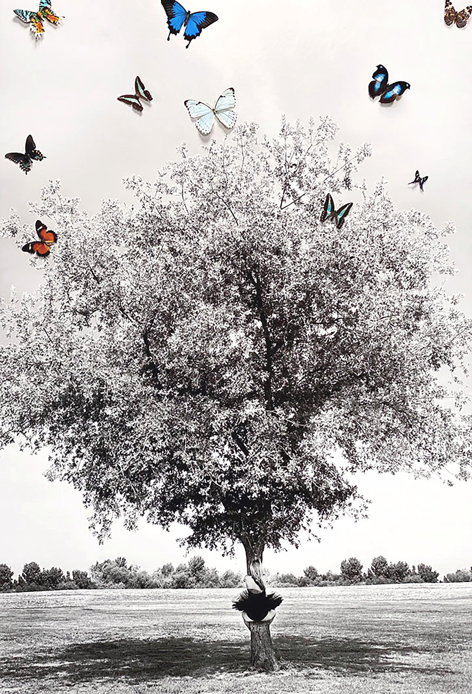 You Are Not A Tree 1 (Real Butterflies) by Marjorie Salvaterra