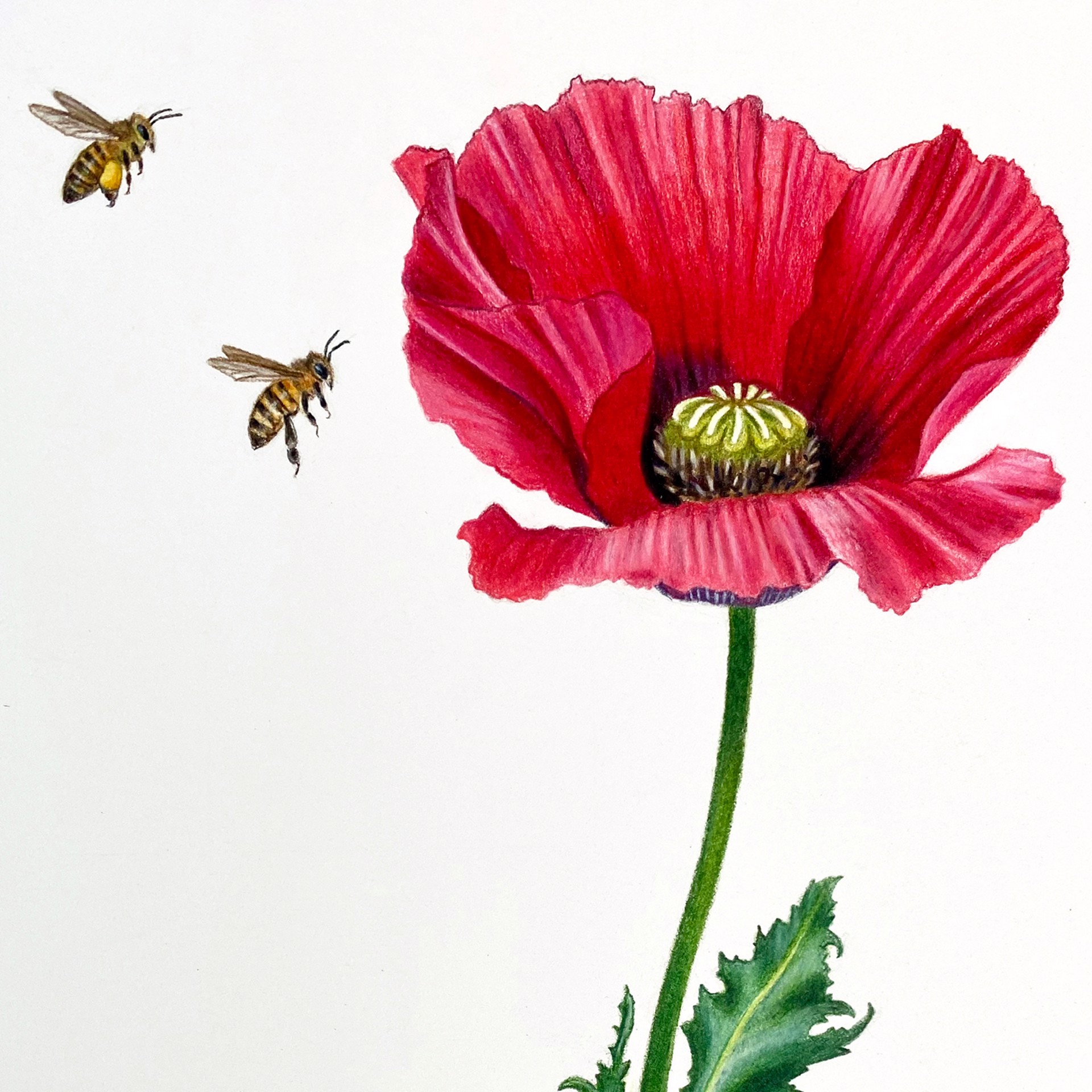 Poppy with Honeybees by Hannah Hanlon