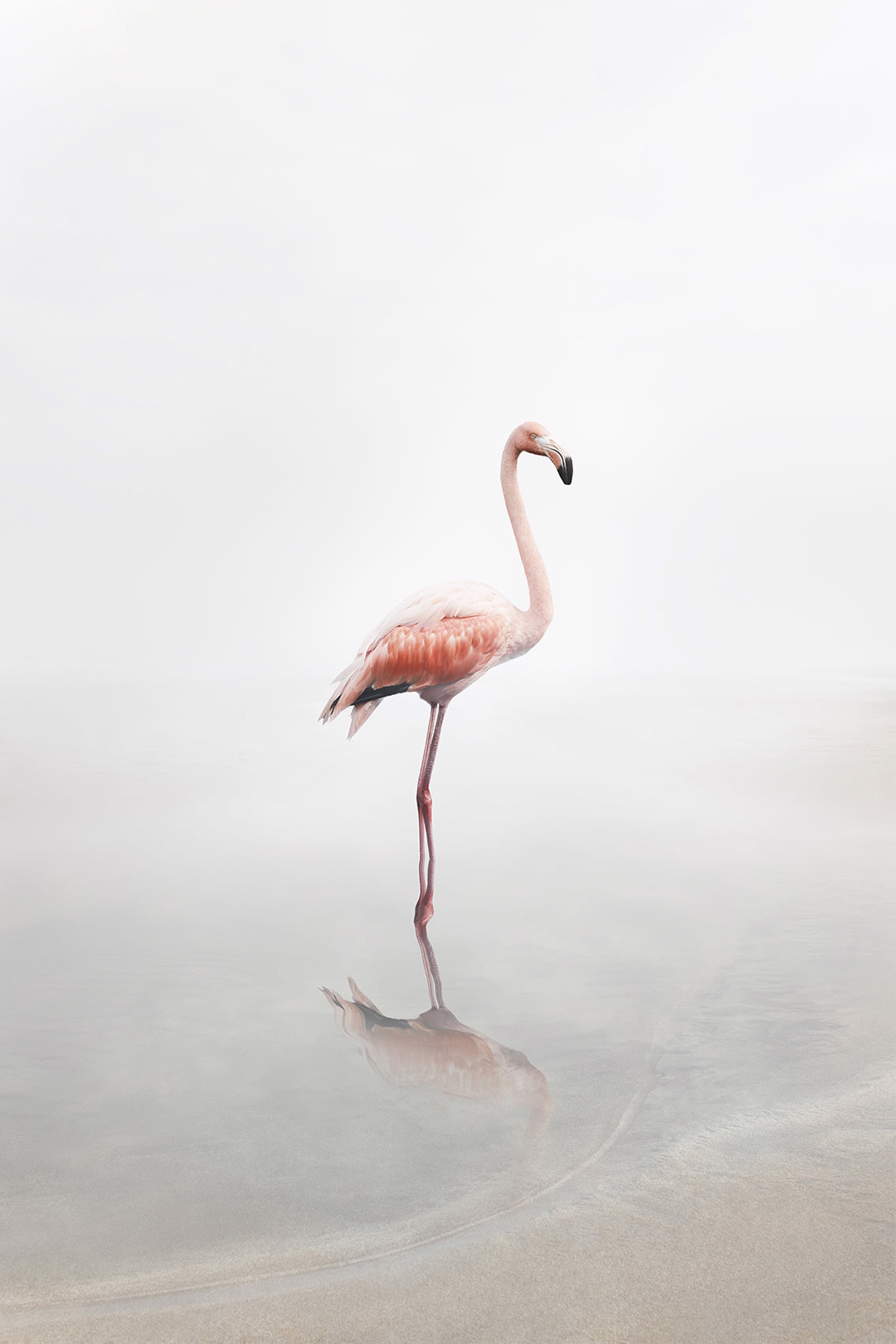 For Now Flamingo by Alice Zilberberg