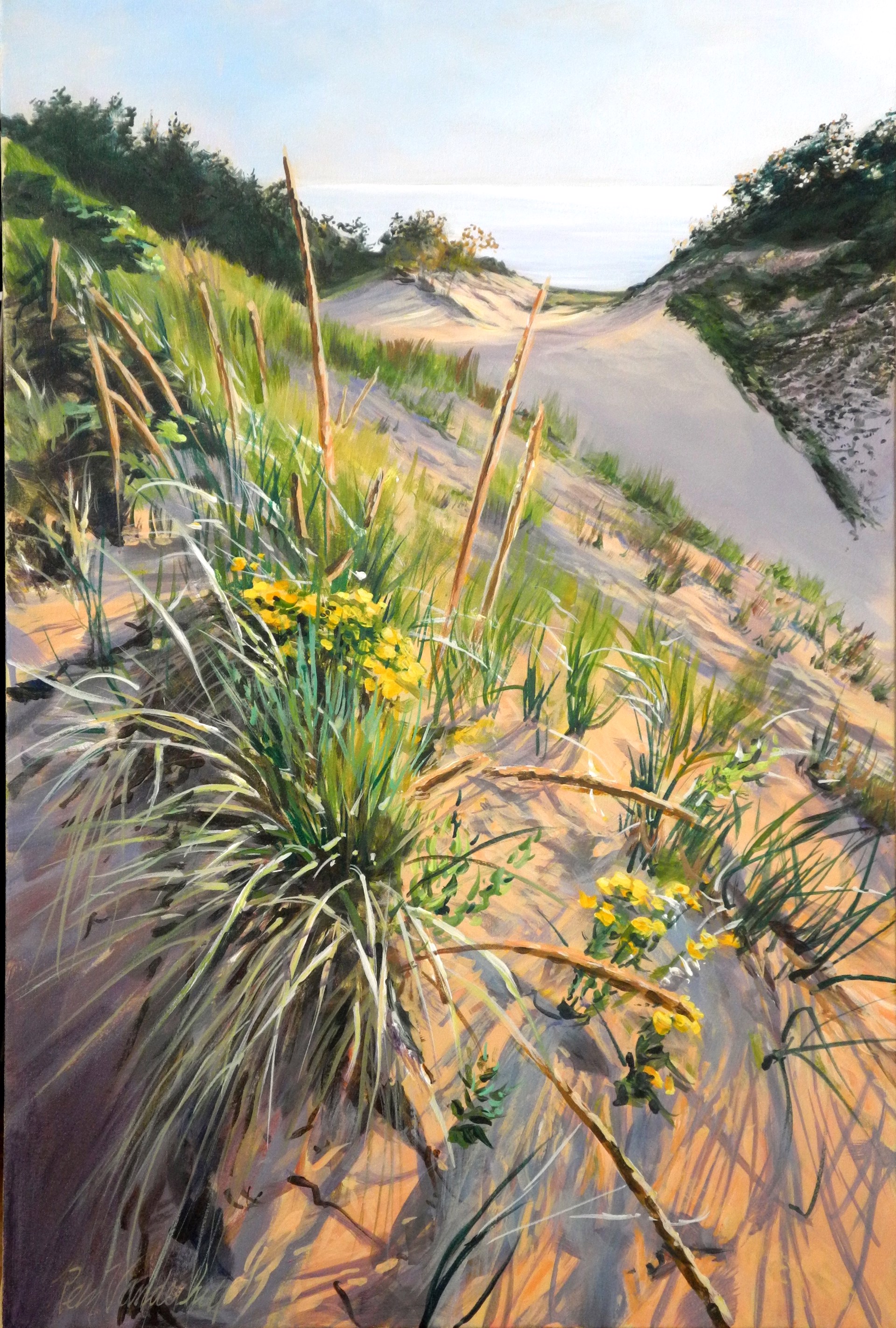 Hoary Puccoon on the Top of the Dune by Rein Vanderhill