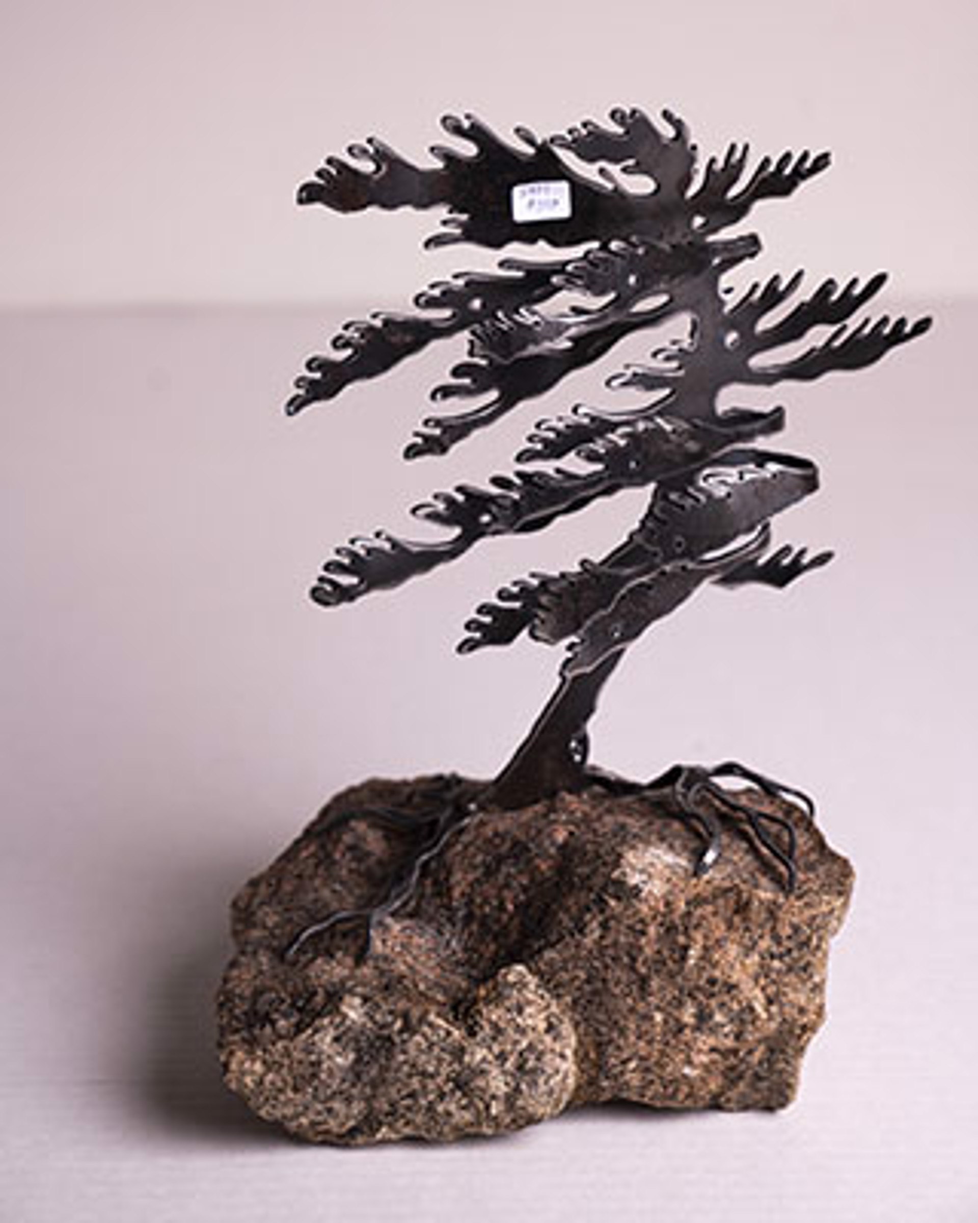 Windswept Pine 5801 by Cathy Mark
