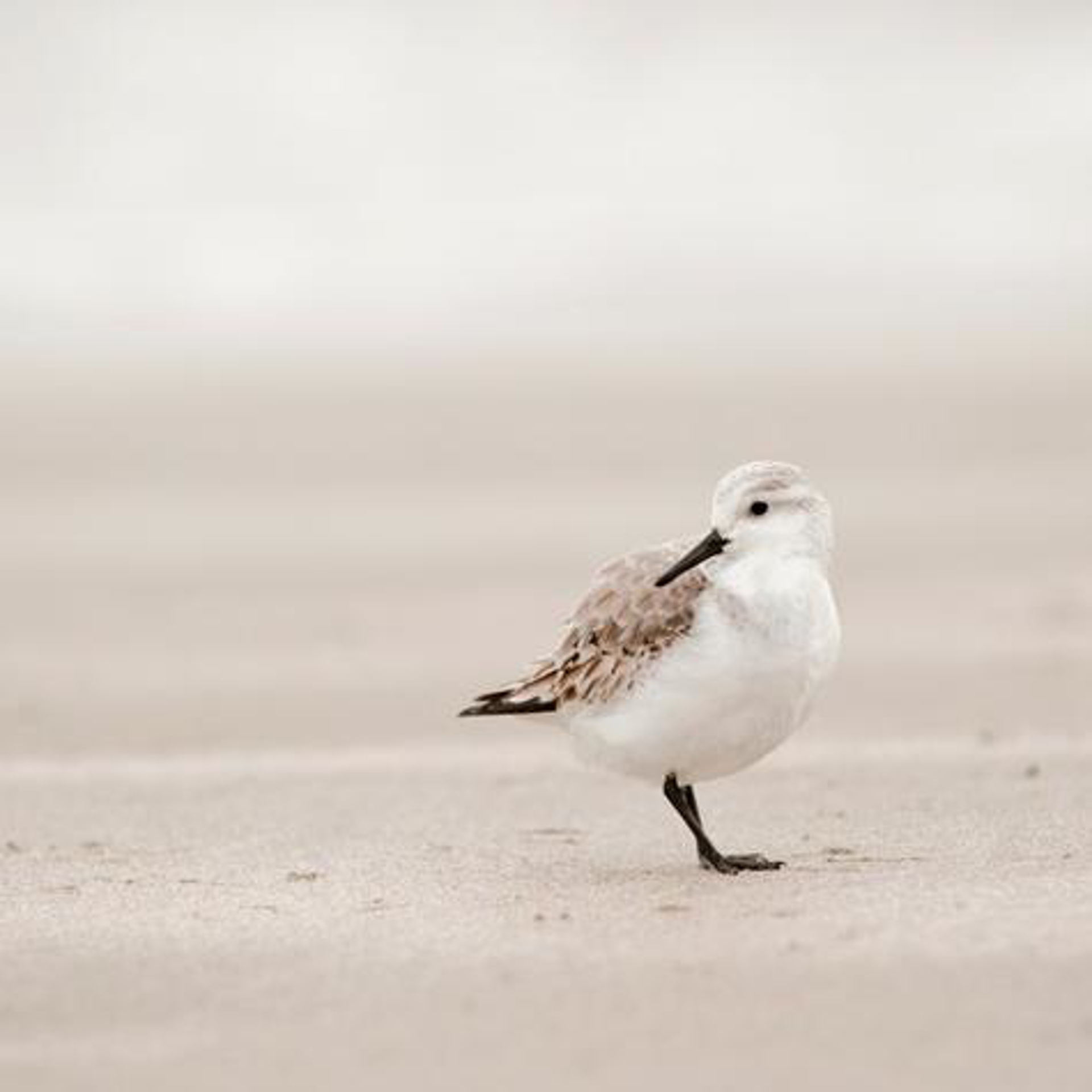 Sandpiper IV by Penny Hoey