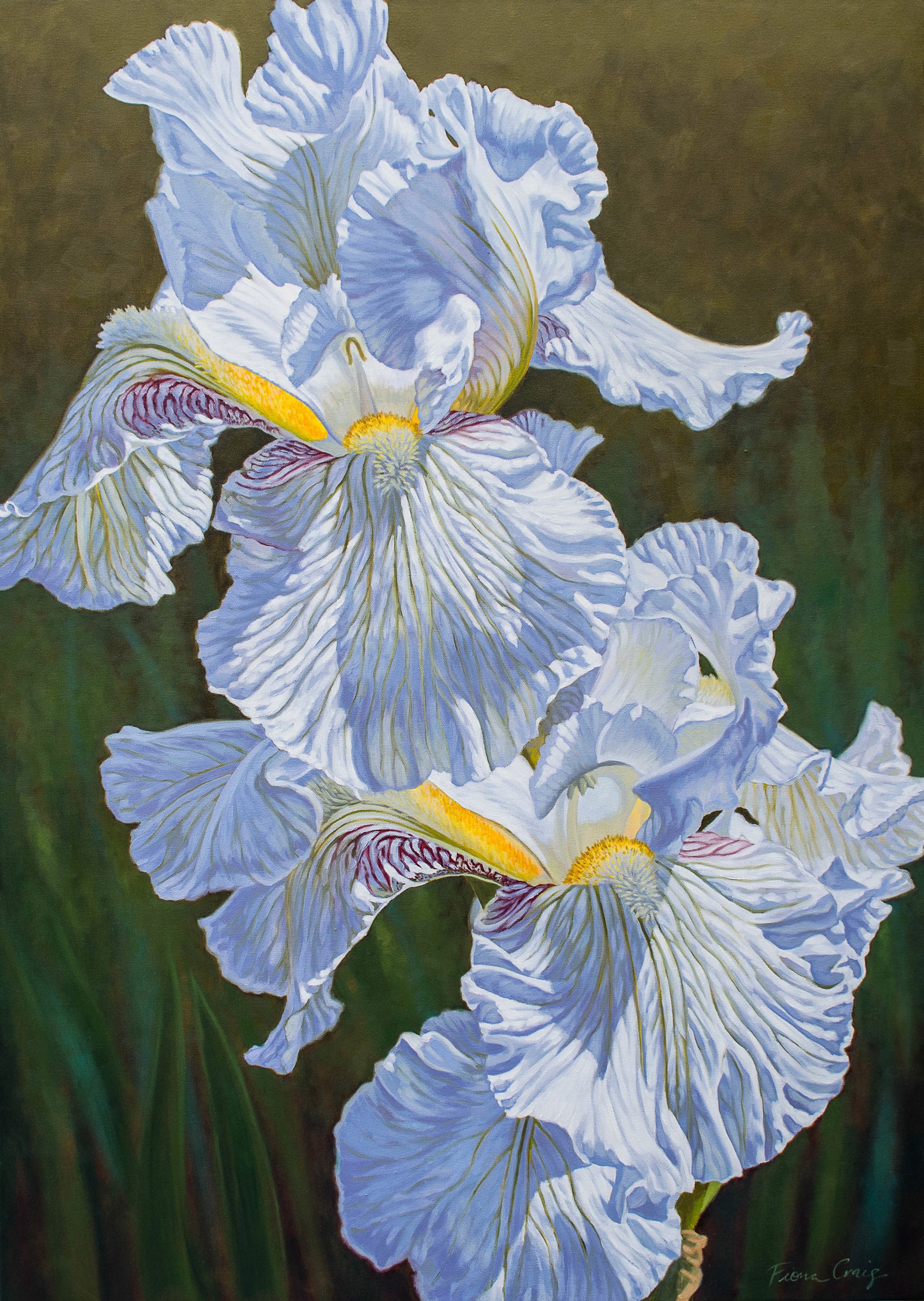 White Irises by Fiona Craig