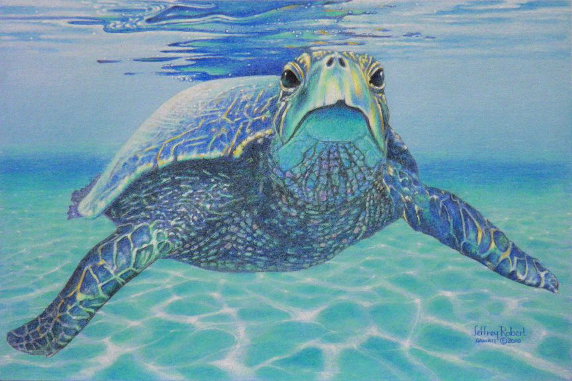 Honu Baby Blue by Jeffrey Robert