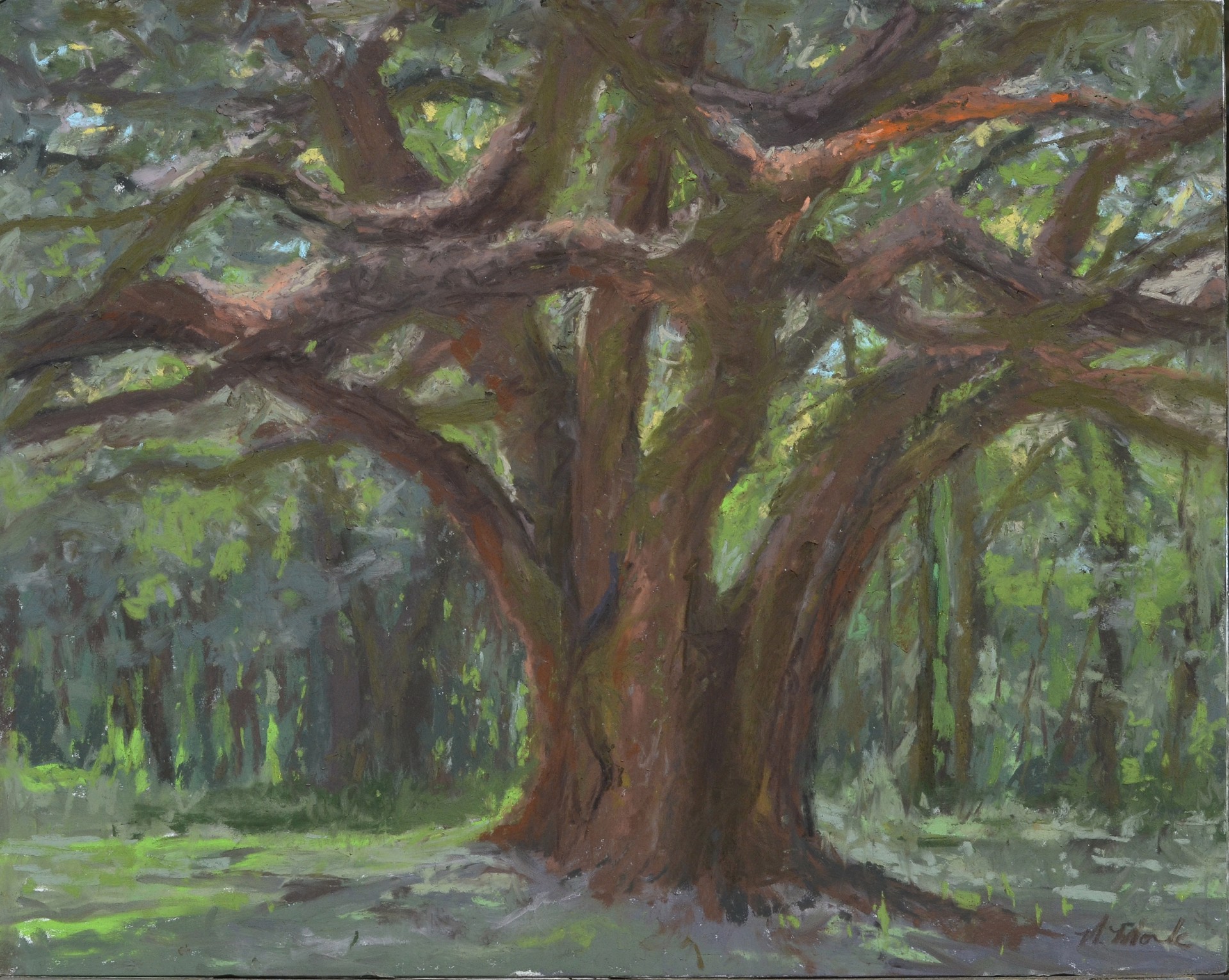 Oak Tree in the Morning Light by Mary Monk