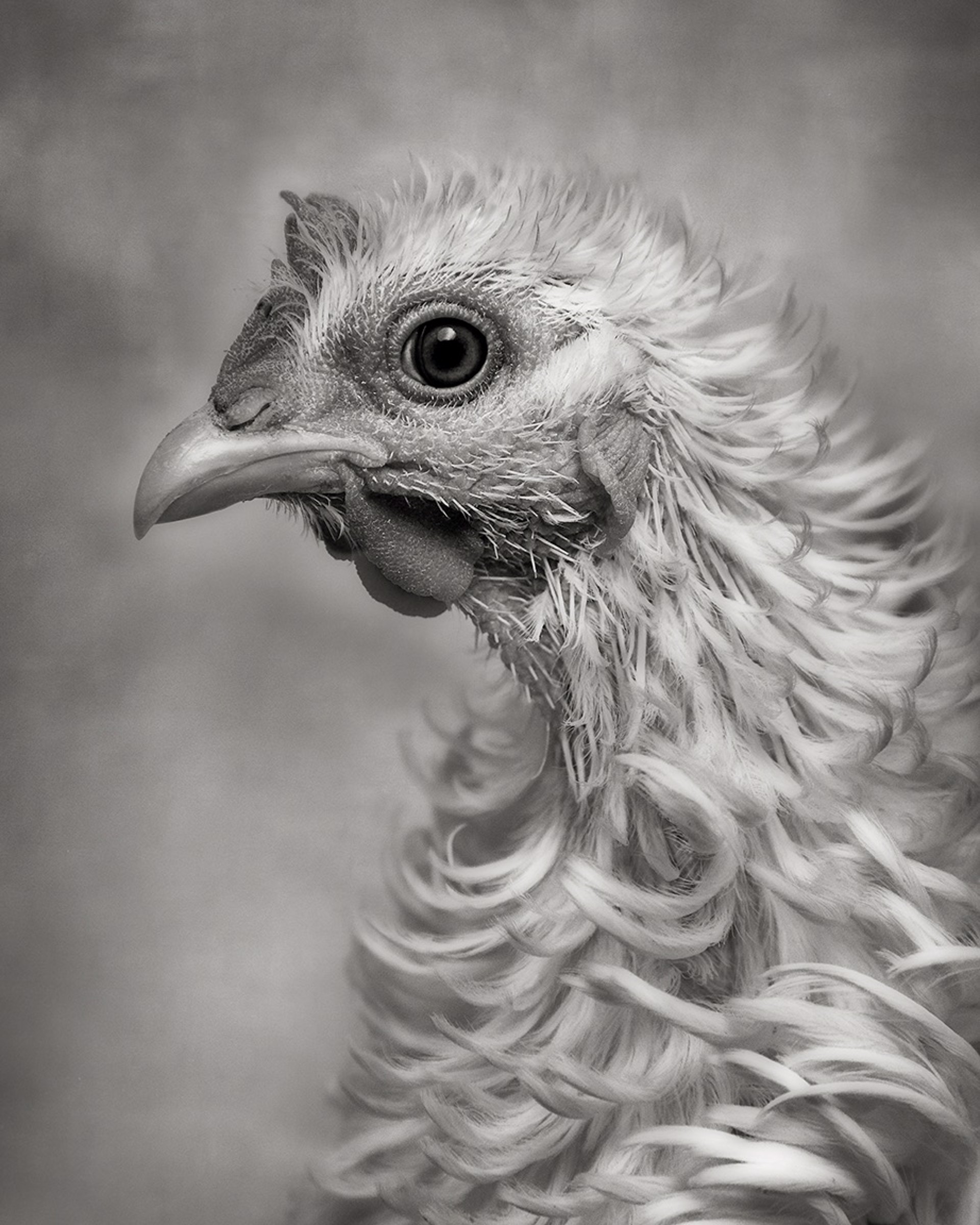 Frizzle (edition of 9) by Beth Moon