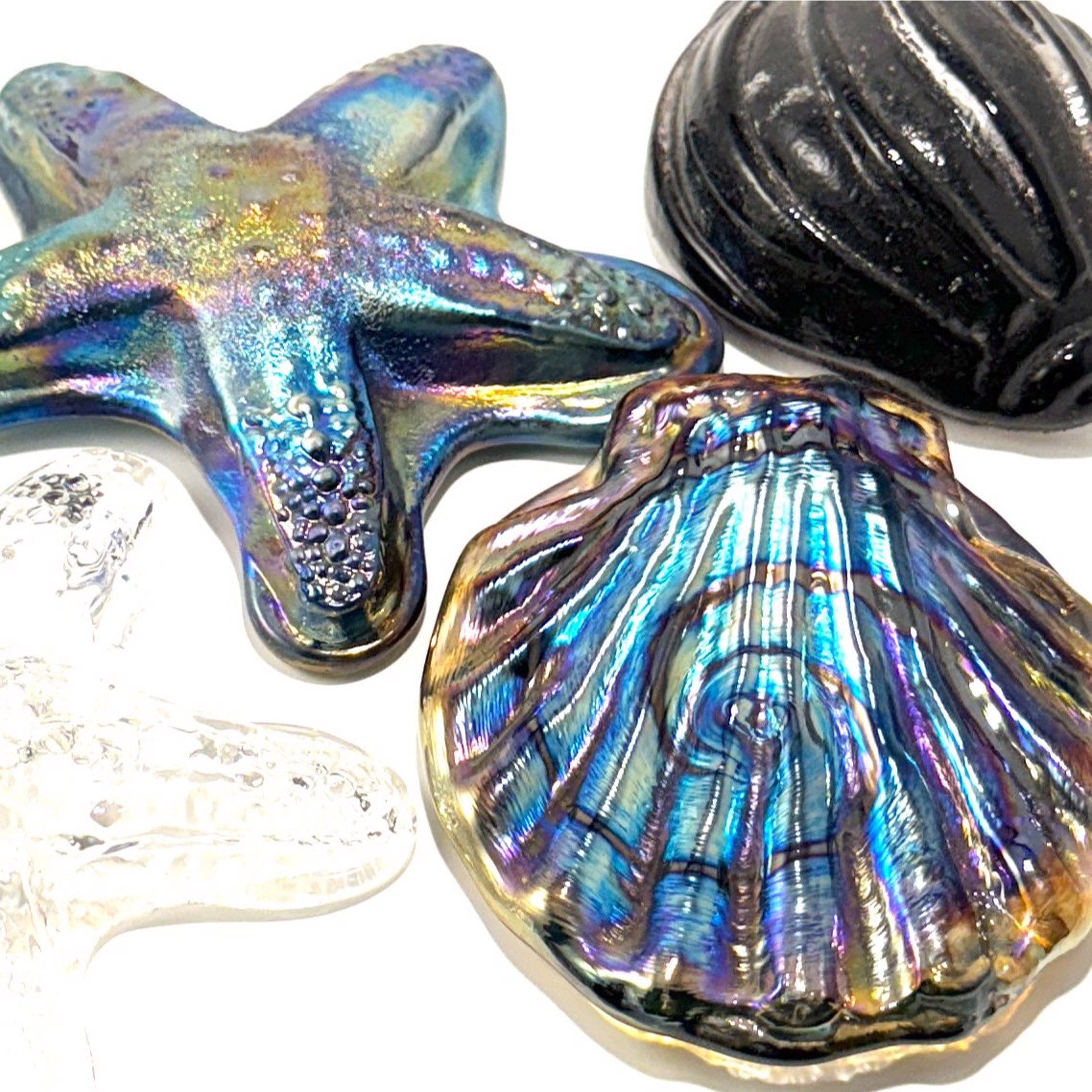 Sea Paper Weight ~ Various Scallop Shell, Sand Dollar, Star Fish by John Glass