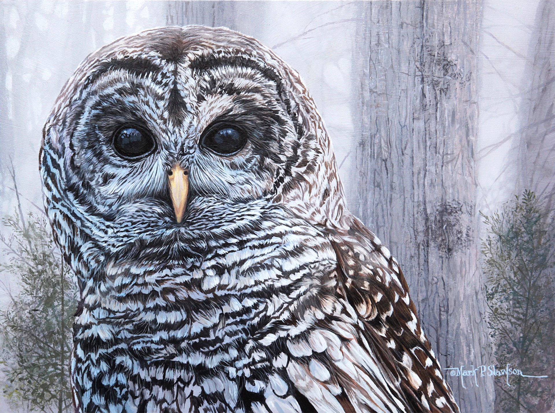 Barred Owl Portrait by Mark Slawson