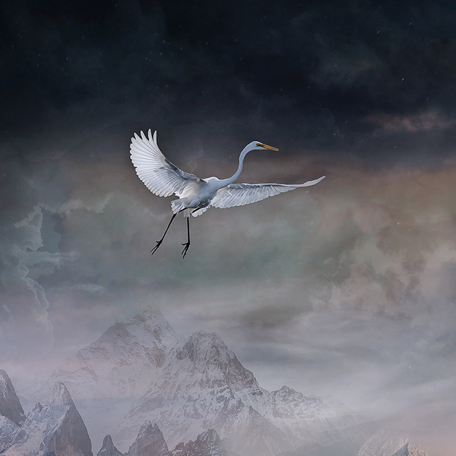 Queen of the Wild Hearts by Marcin Owczarek