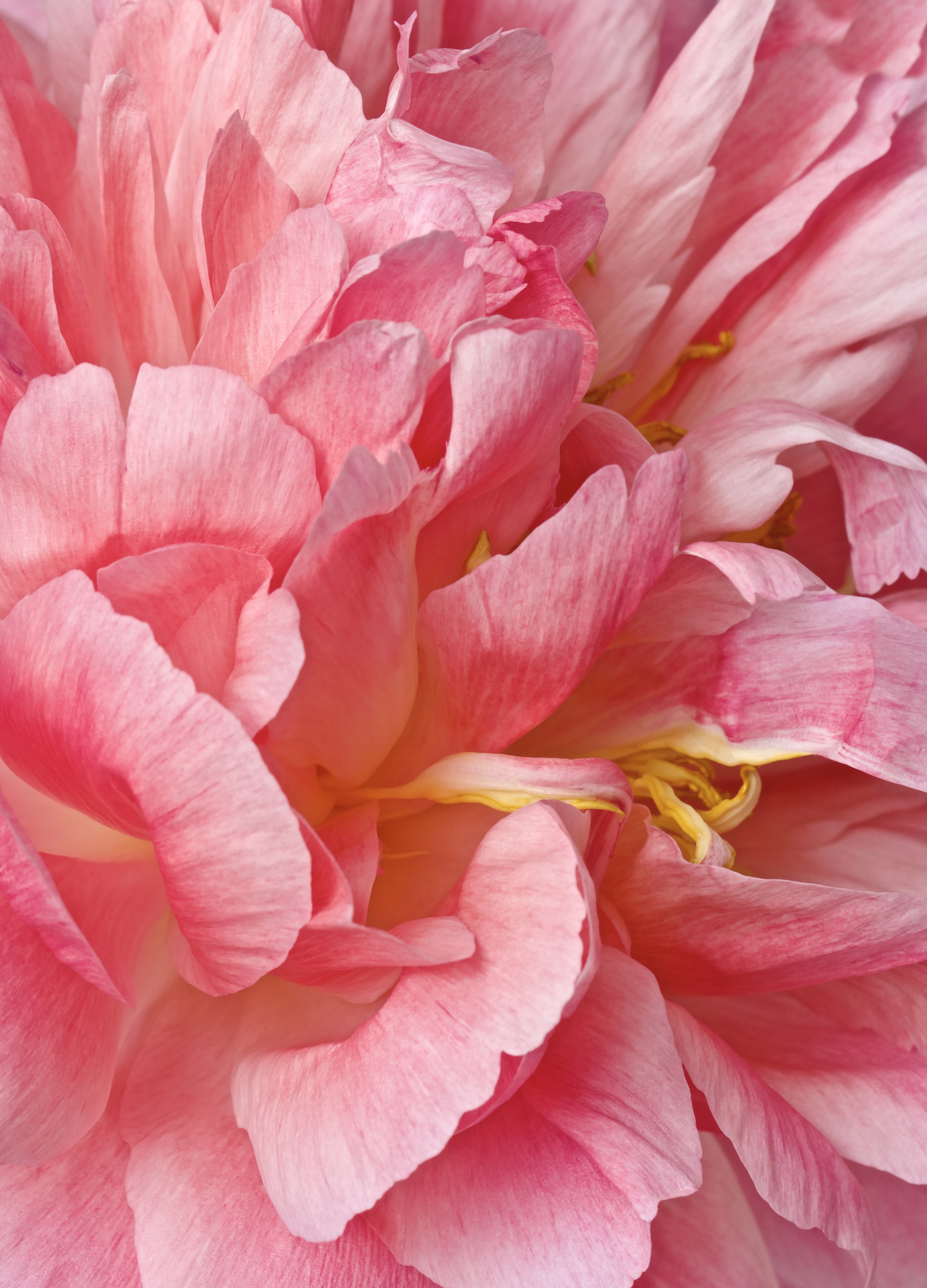 Peonies I (Custom Sizes and Framing Also Available) by Lynn Savarese