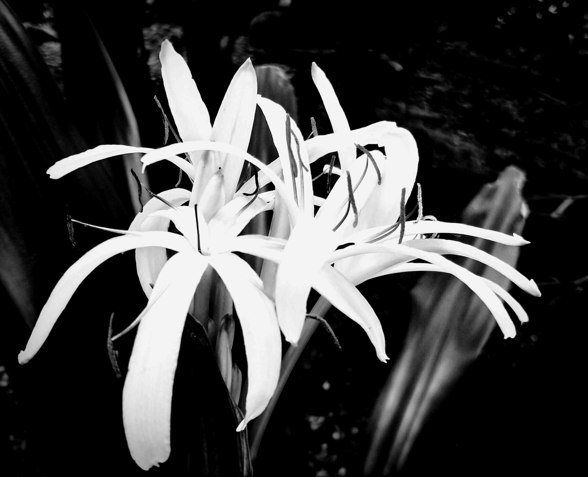 Spider Lily by Suzan Starr