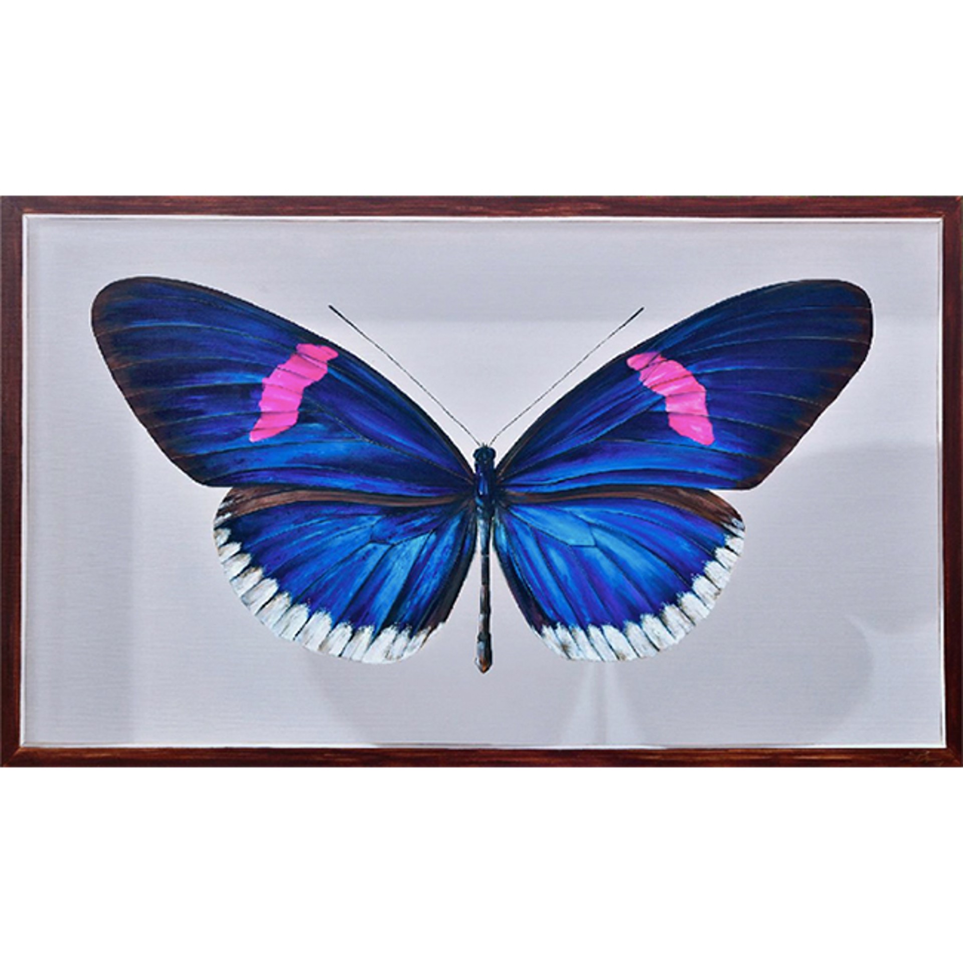 The Giant Collection: Heliconius Erato Cyrbia by Youri Cansell aka Mantra