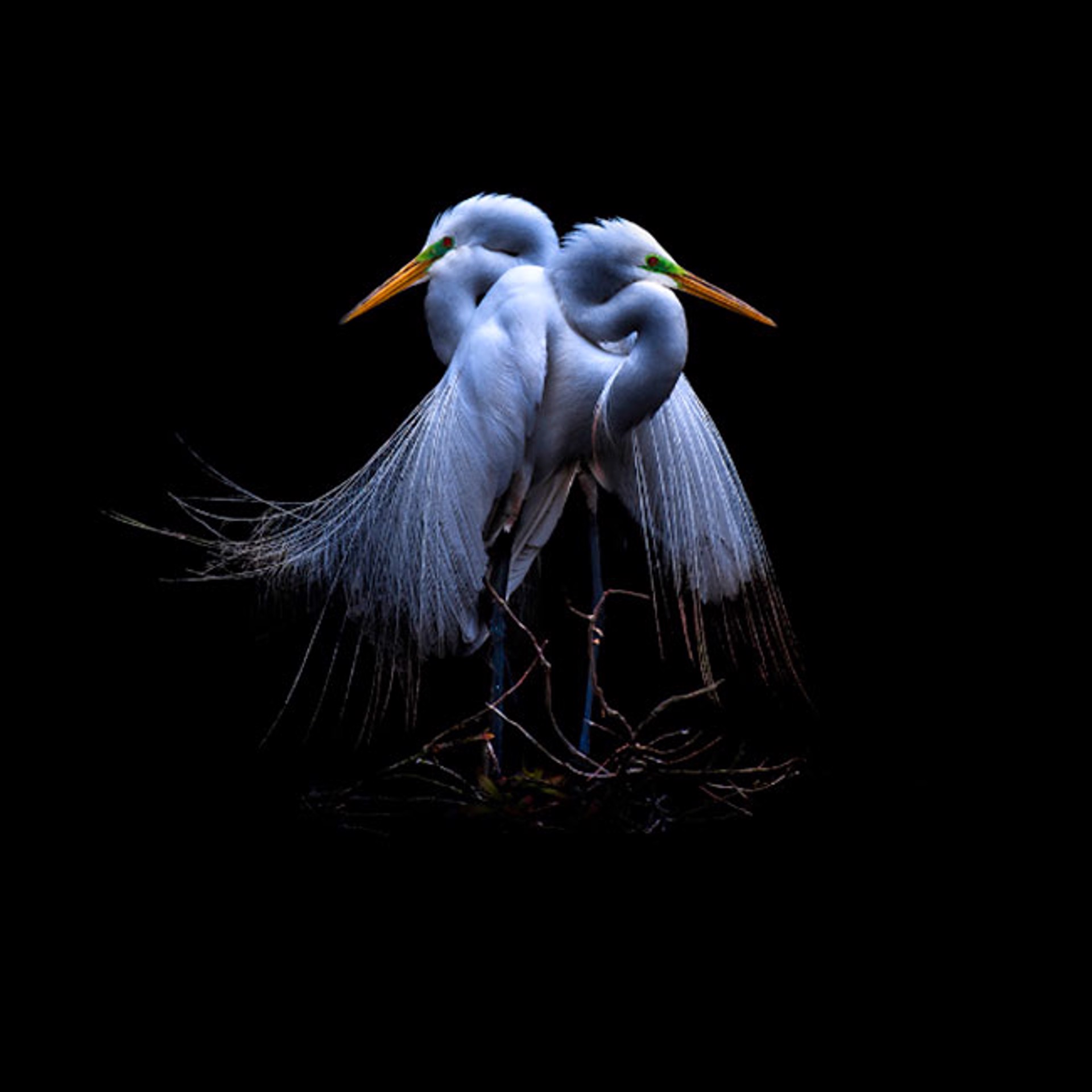 Egret by Alan Gardner