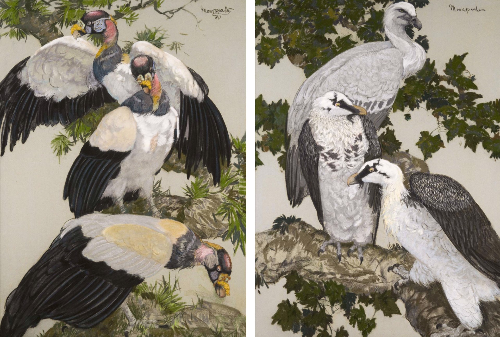 King Vultures and Bearded Vultures; a pair by Carton Moore- Park