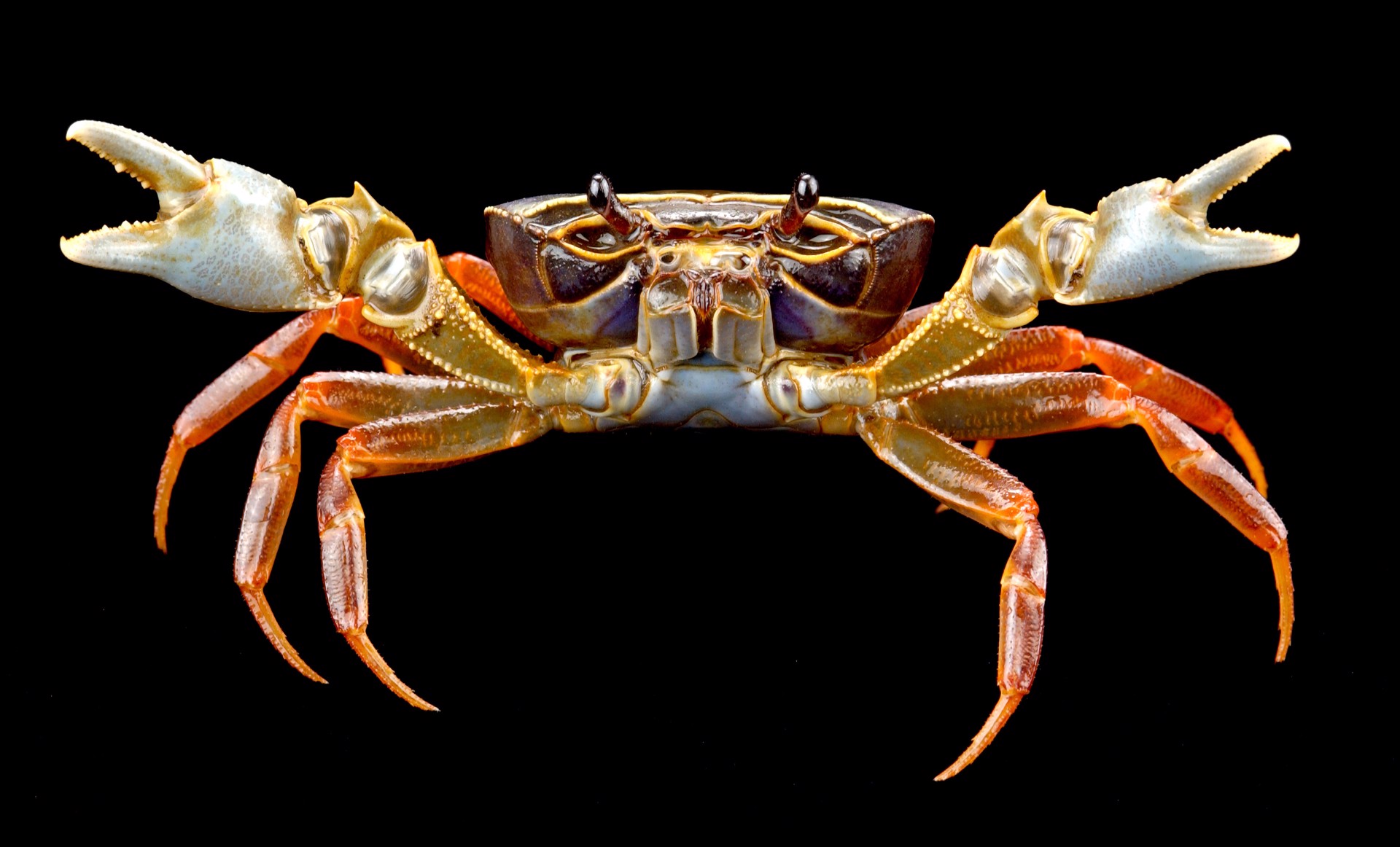 Forest Crab by Carlton Ward Photography