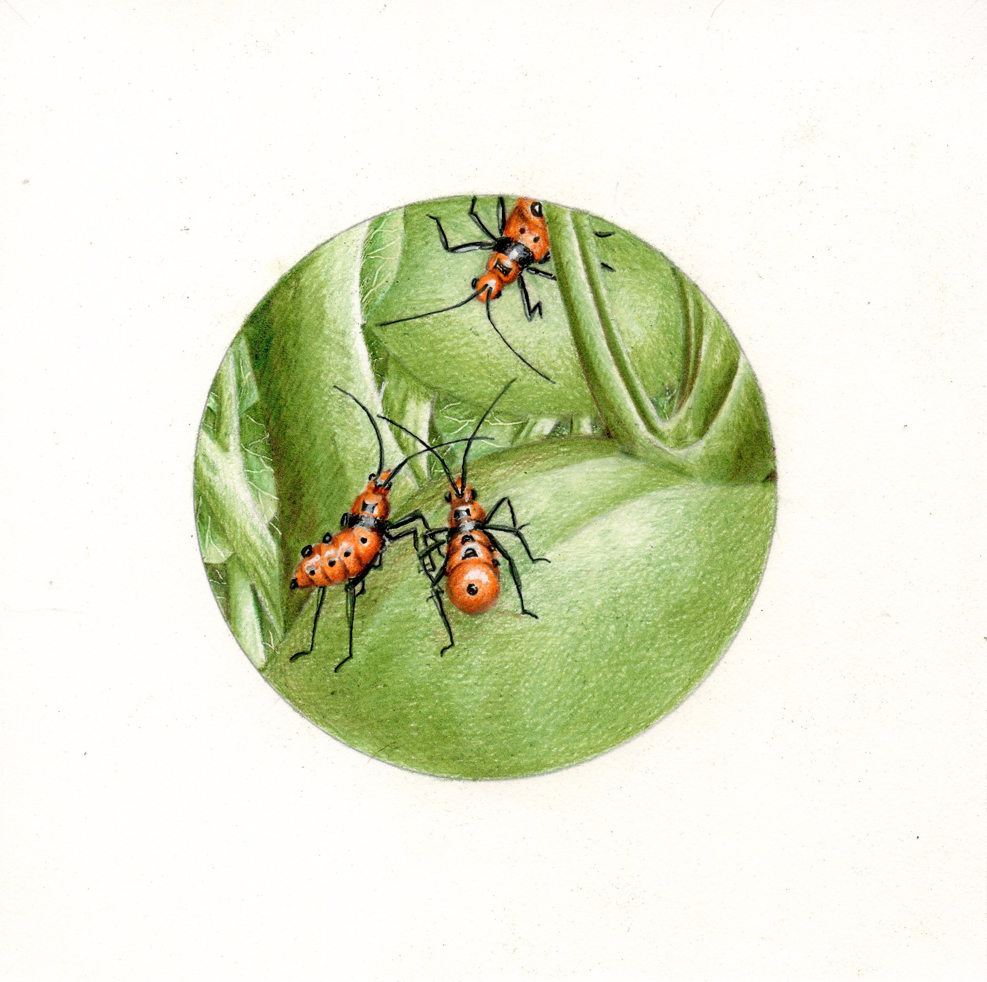 Leaf-footed Bug Nymphs by Mary Lee Eggart